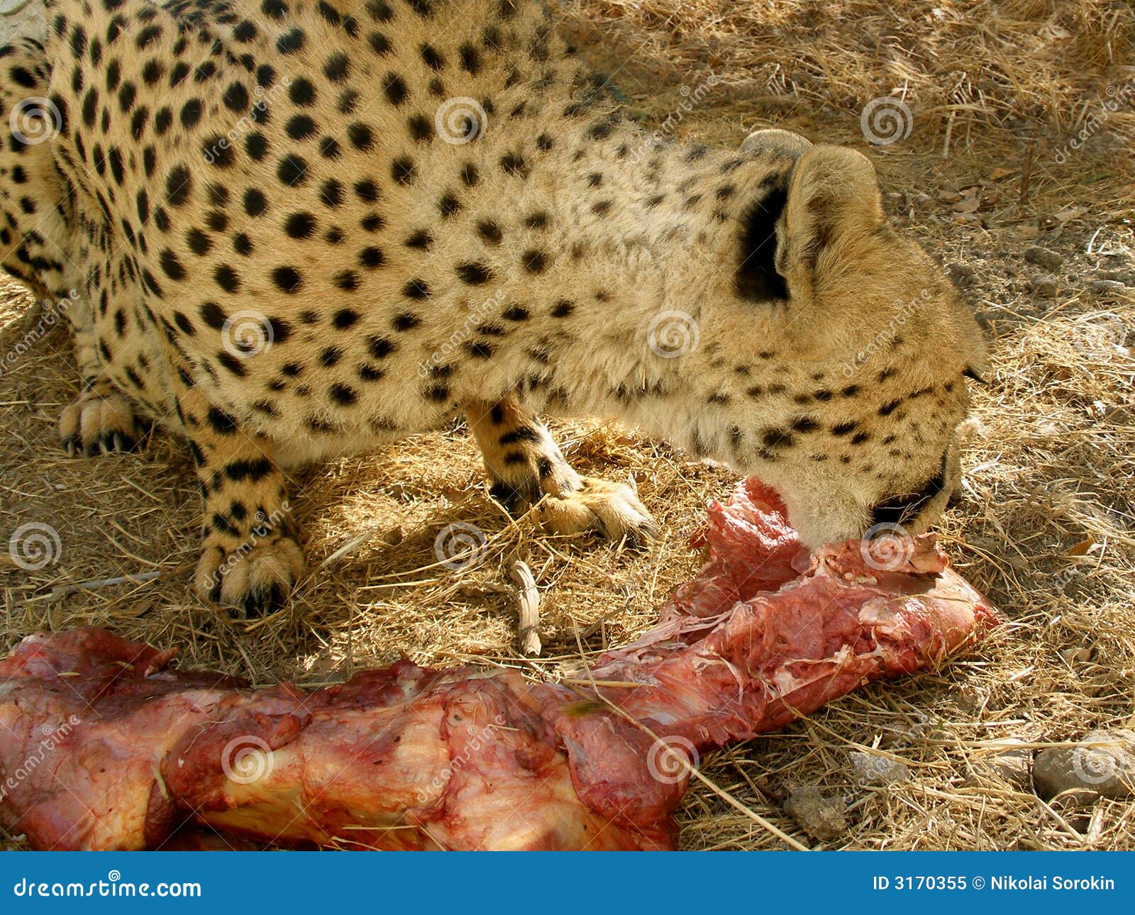 Jaguar eat meat stock image. Image of grass, eating, feeding - 3170355