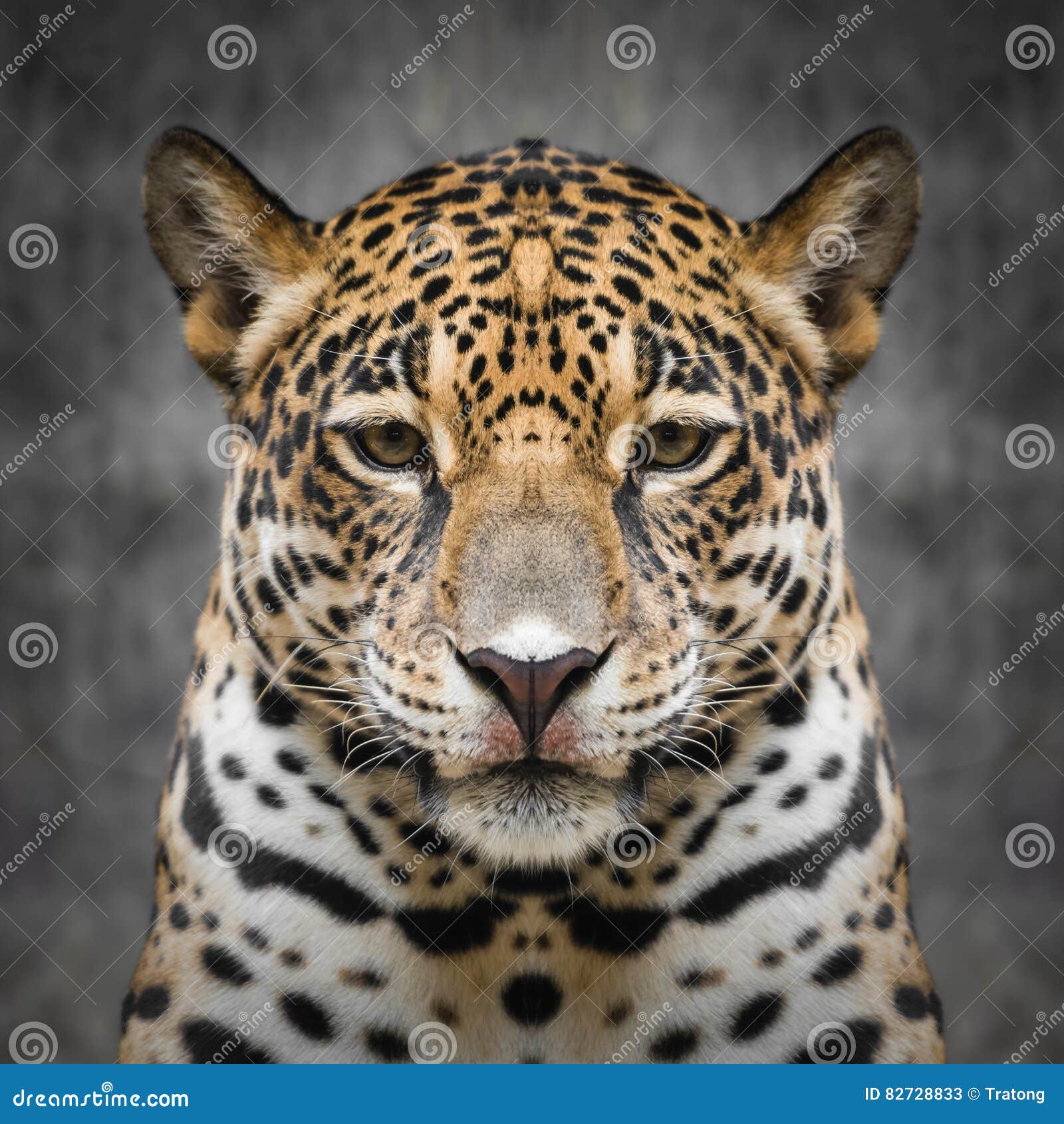 Jaguar face close up stock image. Image of outdoors, leopard 82728833