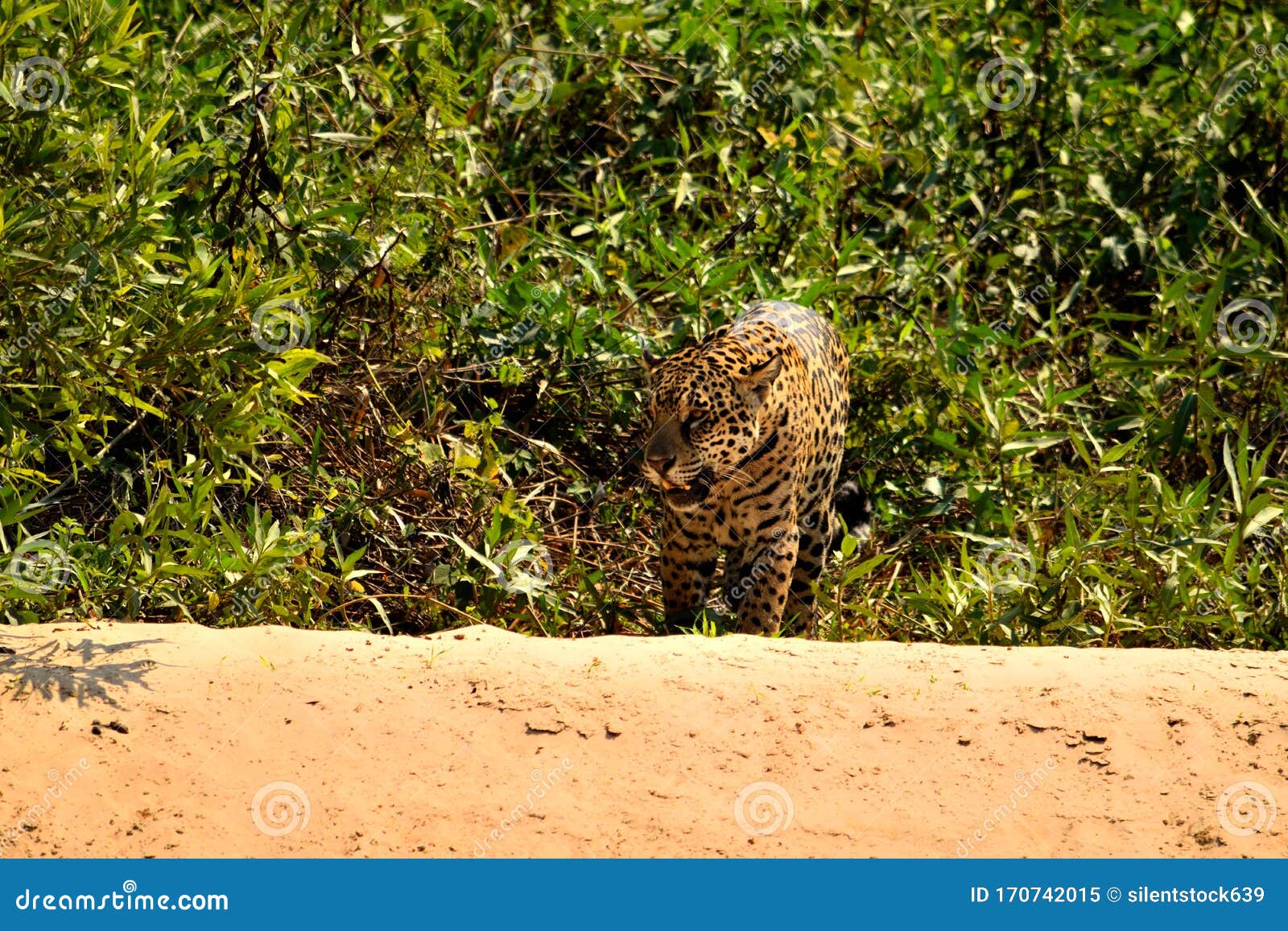 jaguar female on rio cuiaba riverbank, porto jofre, brazil