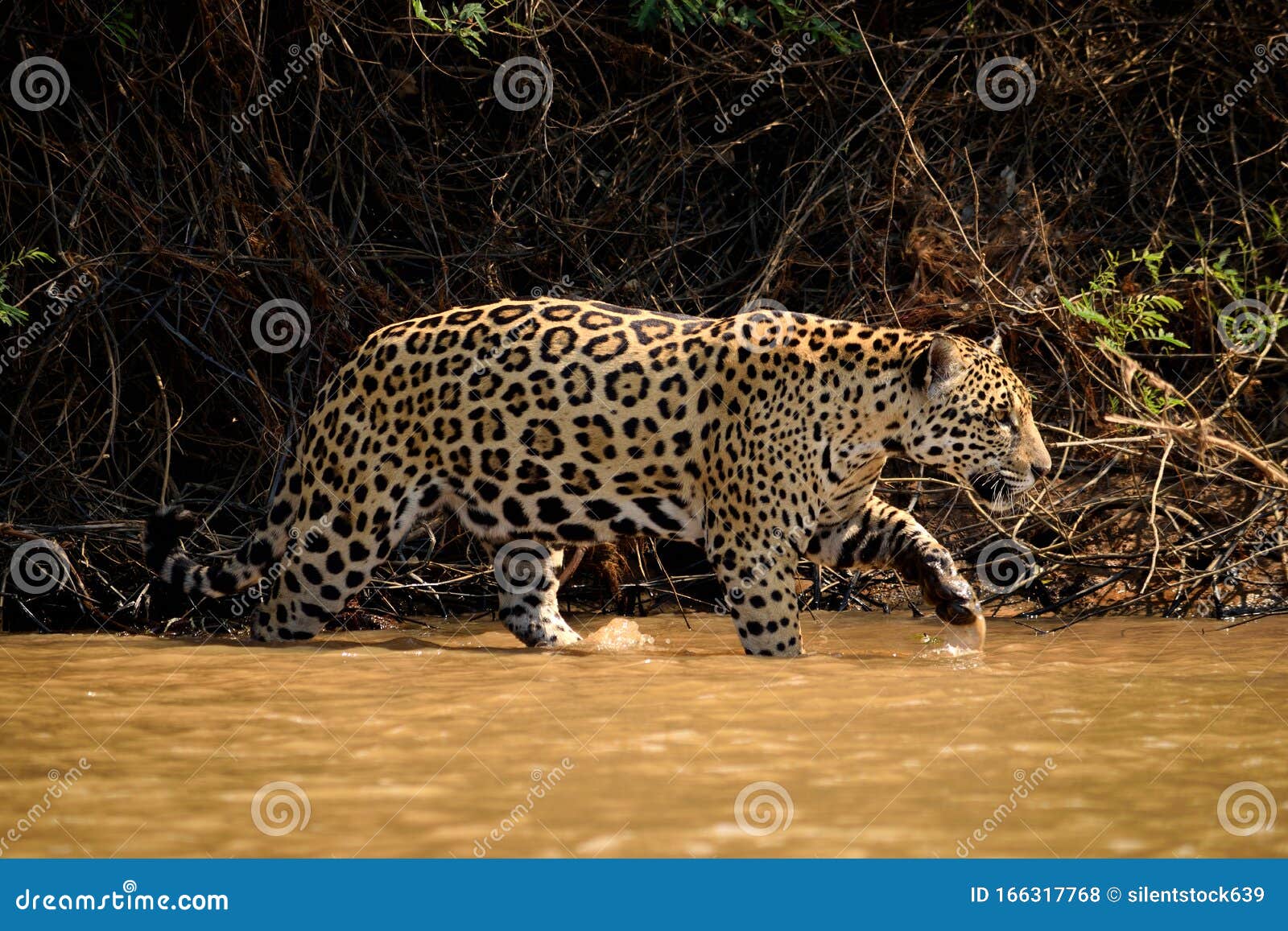 jaguar female on rio cuiaba riverbank, porto jofre, brazil