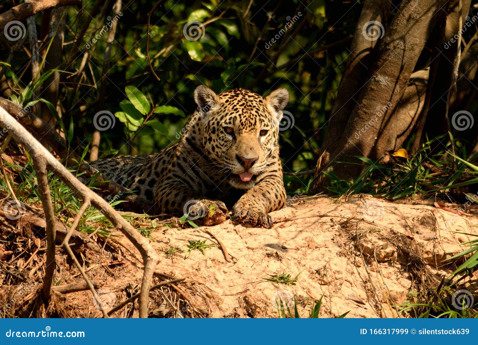 jaguar female on rio cuiaba riverbank, porto jofre, brazil