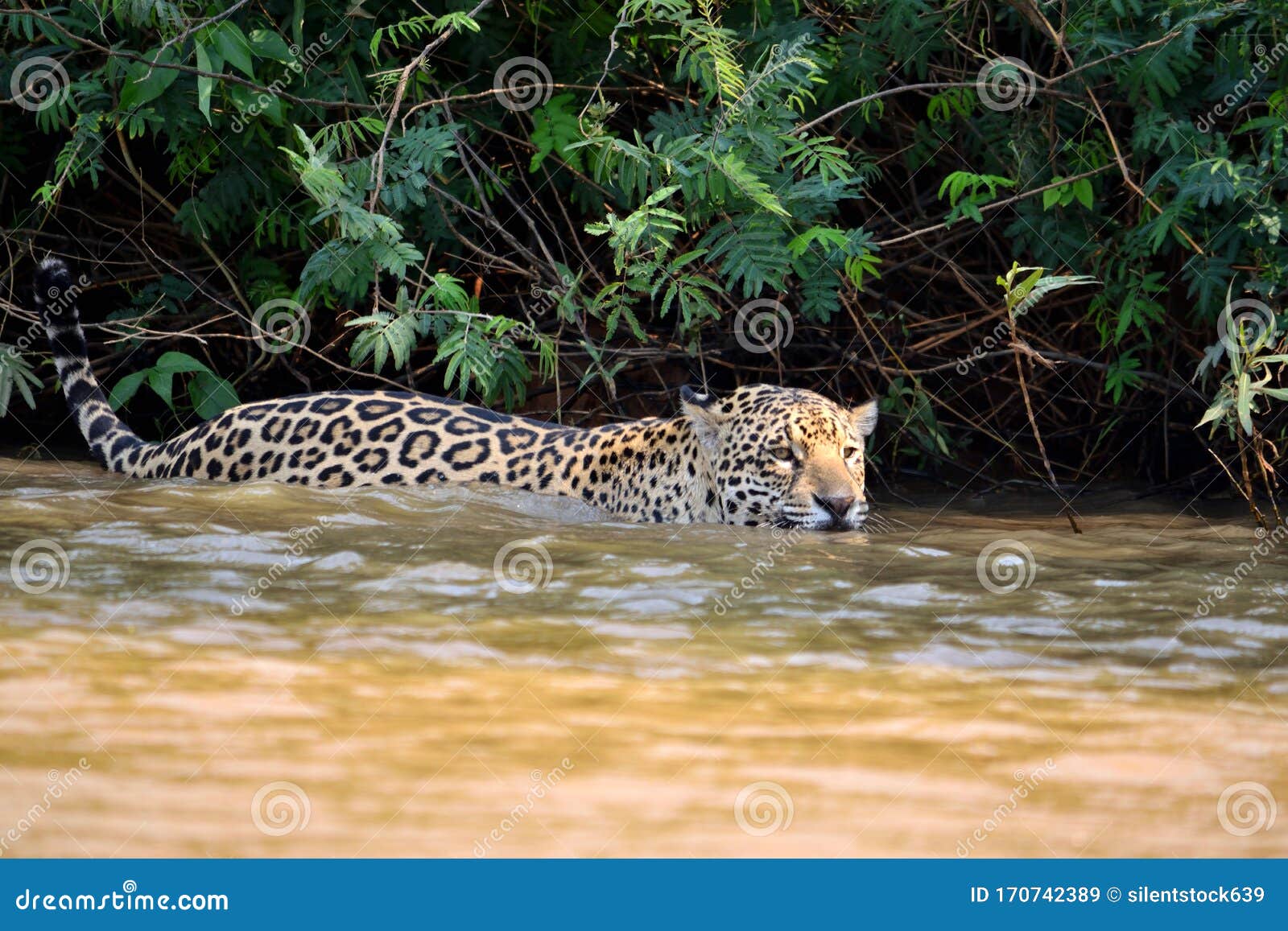 jaguar female on rio cuiaba riverbank, porto jofre, brazil