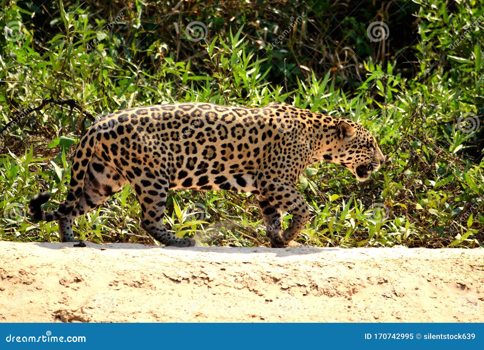 jaguar female on rio cuiaba riverbank, porto jofre, brazil