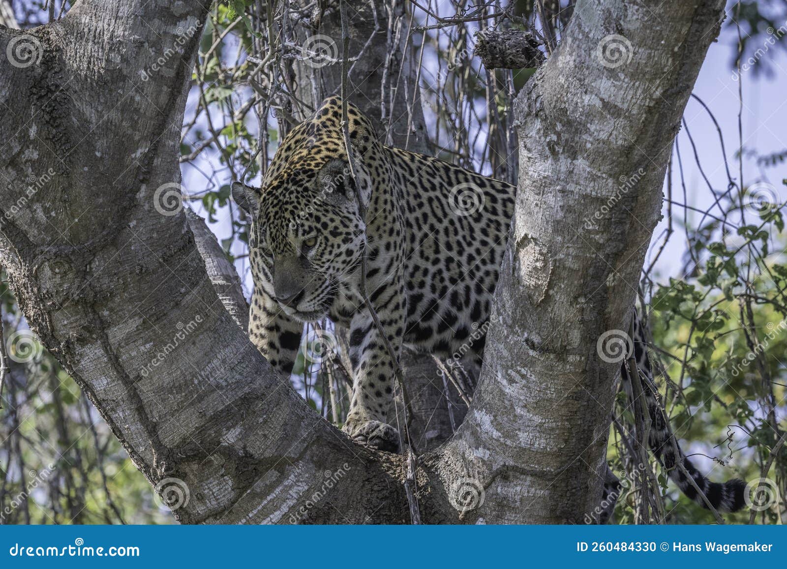 Jaguar in the Fork of a Large Tree Searching for Prey Stock Photo