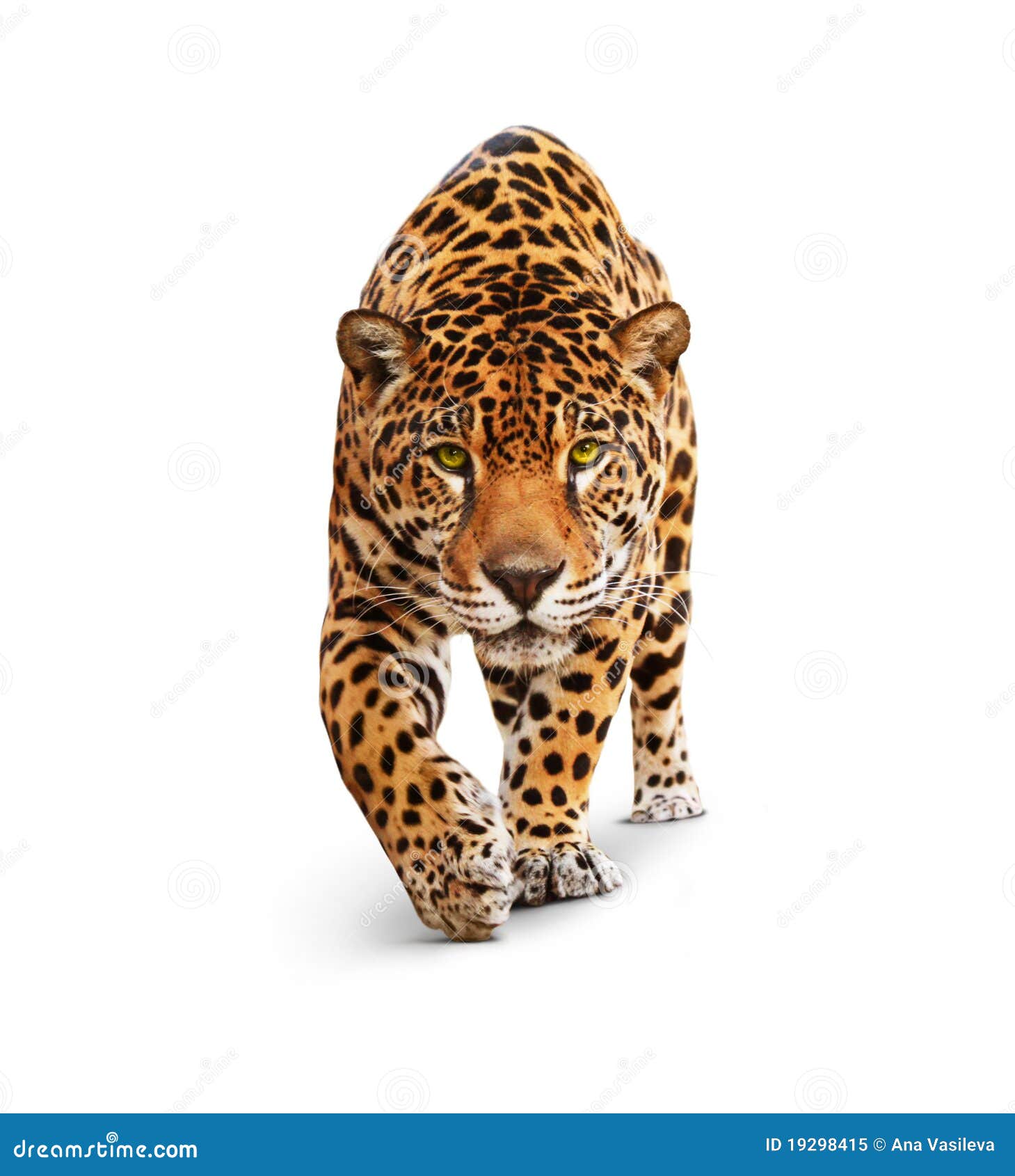 jaguar - front view,  on white, shadow.