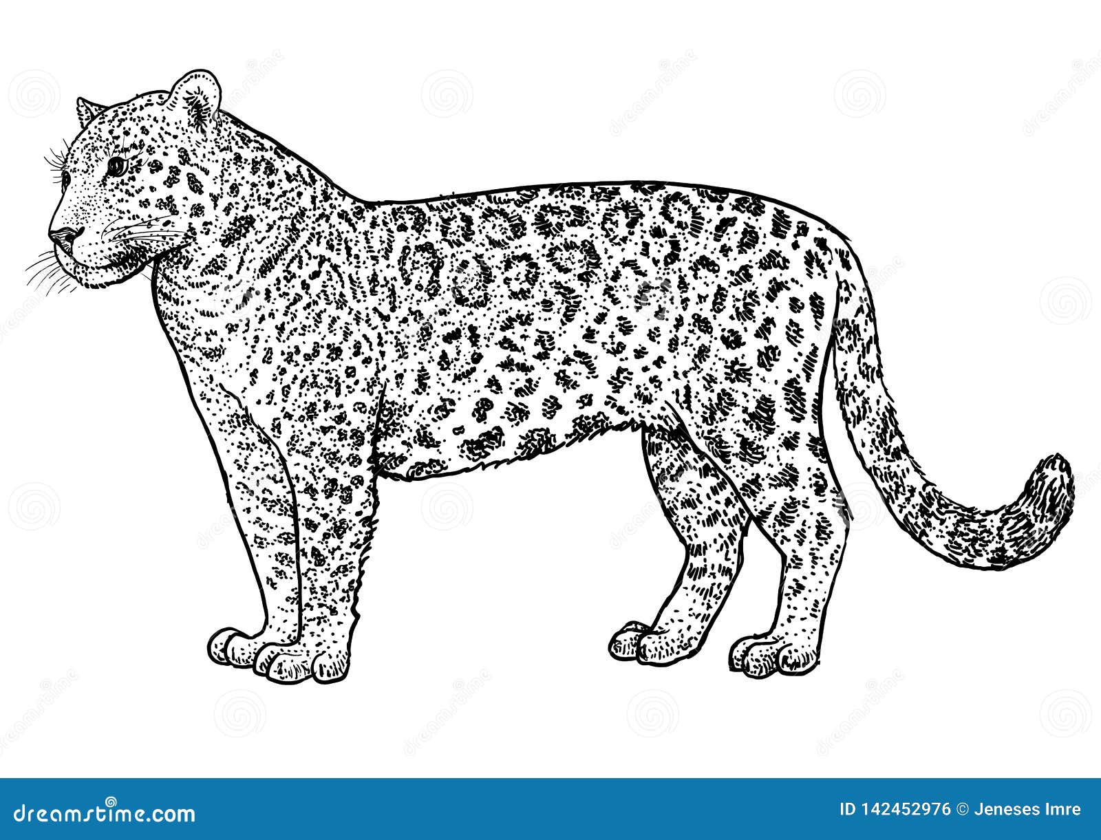 Jaguar Illustration Drawing Engraving Ink Line Art Vector Cartoondealer Com