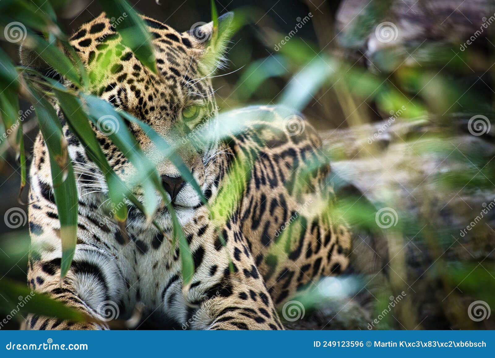jaguar lying behind grass. spotted fur, camouflaged lurking. the big cat is a predator