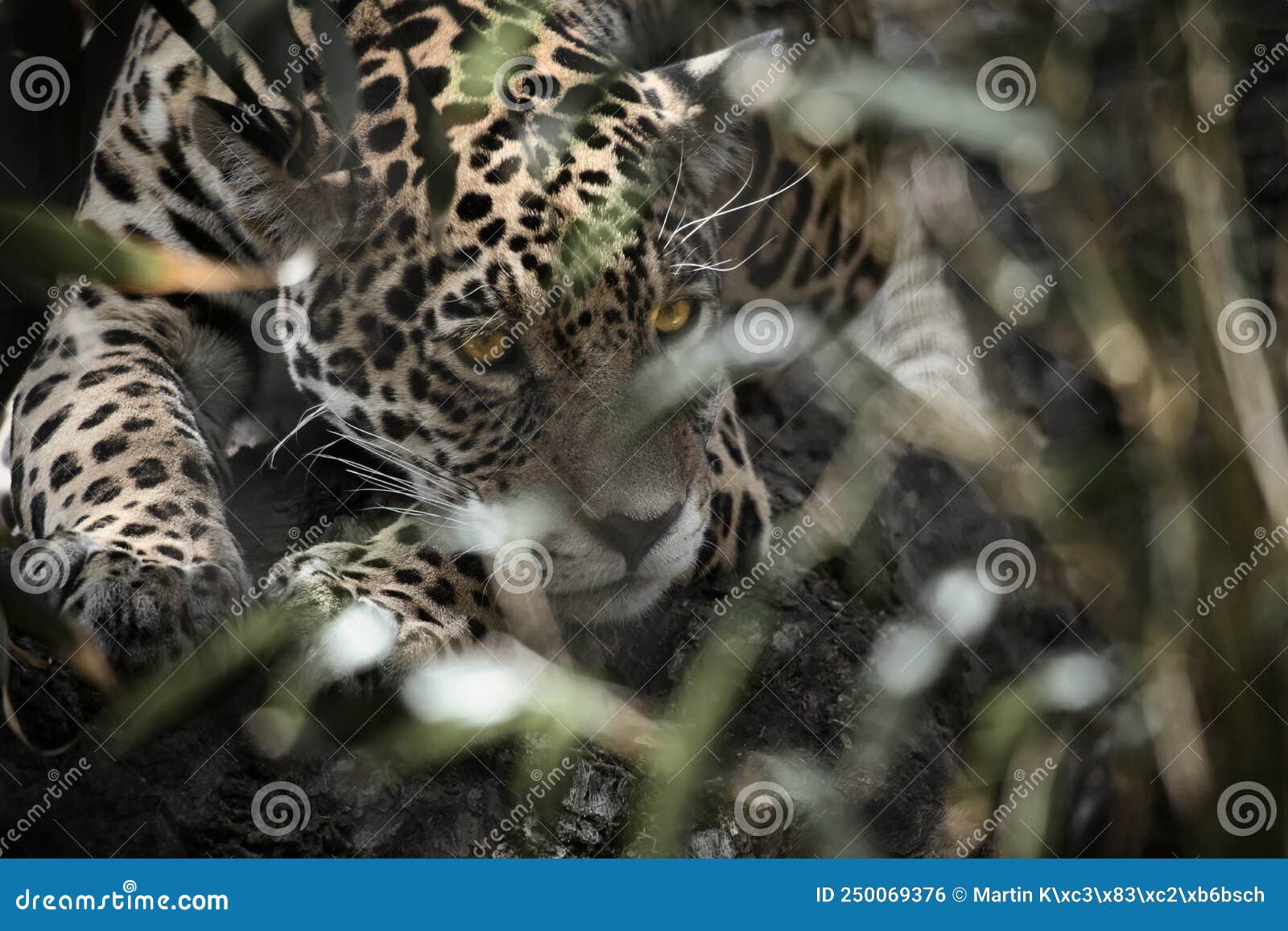 jaguar lying behind grass. spotted fur, camouflaged lurking. the big cat is a predator