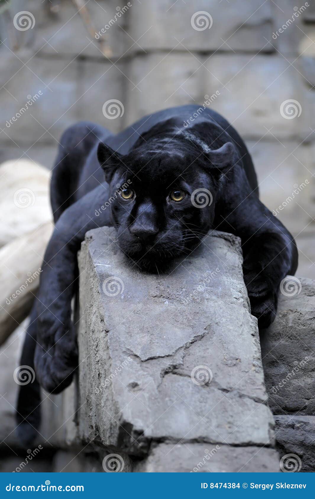 Jaguar noir photo stock. Image du animal, mammifère, sauvage 8474384