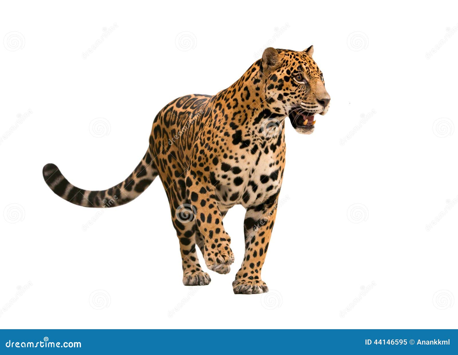 Tigre 3D foto de stock. Imagem de isolado, animal, grande - 36338776