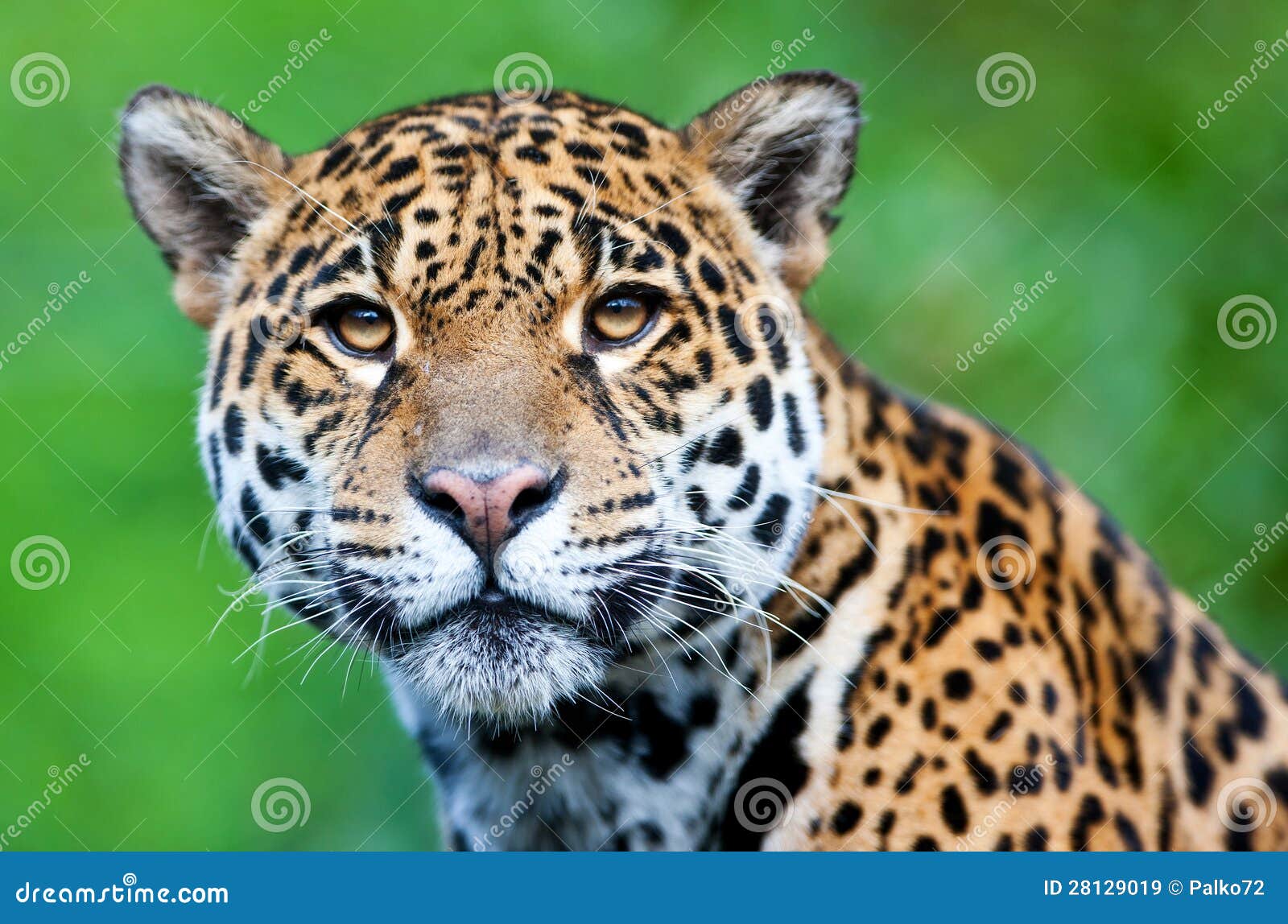 jaguar - panthera onca