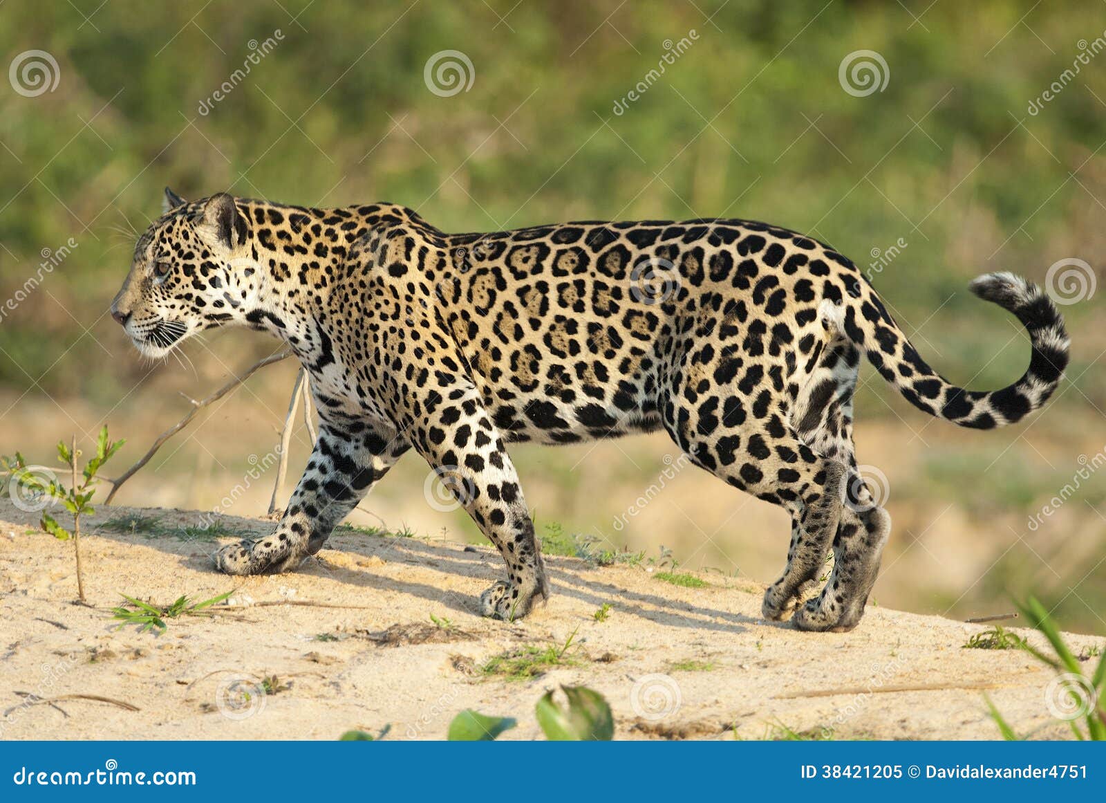 jaguar, panthera onca
