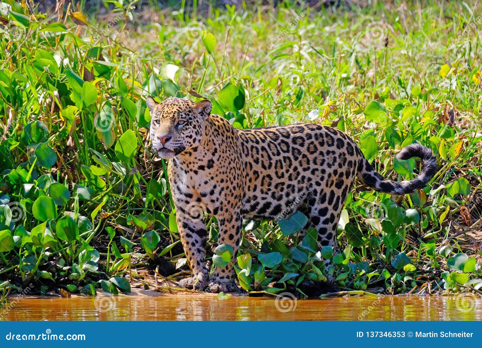 jaguar, panthera onca, cuiaba river, porto jofre, pantanal matogrossense, mato grosso do sul, brazil
