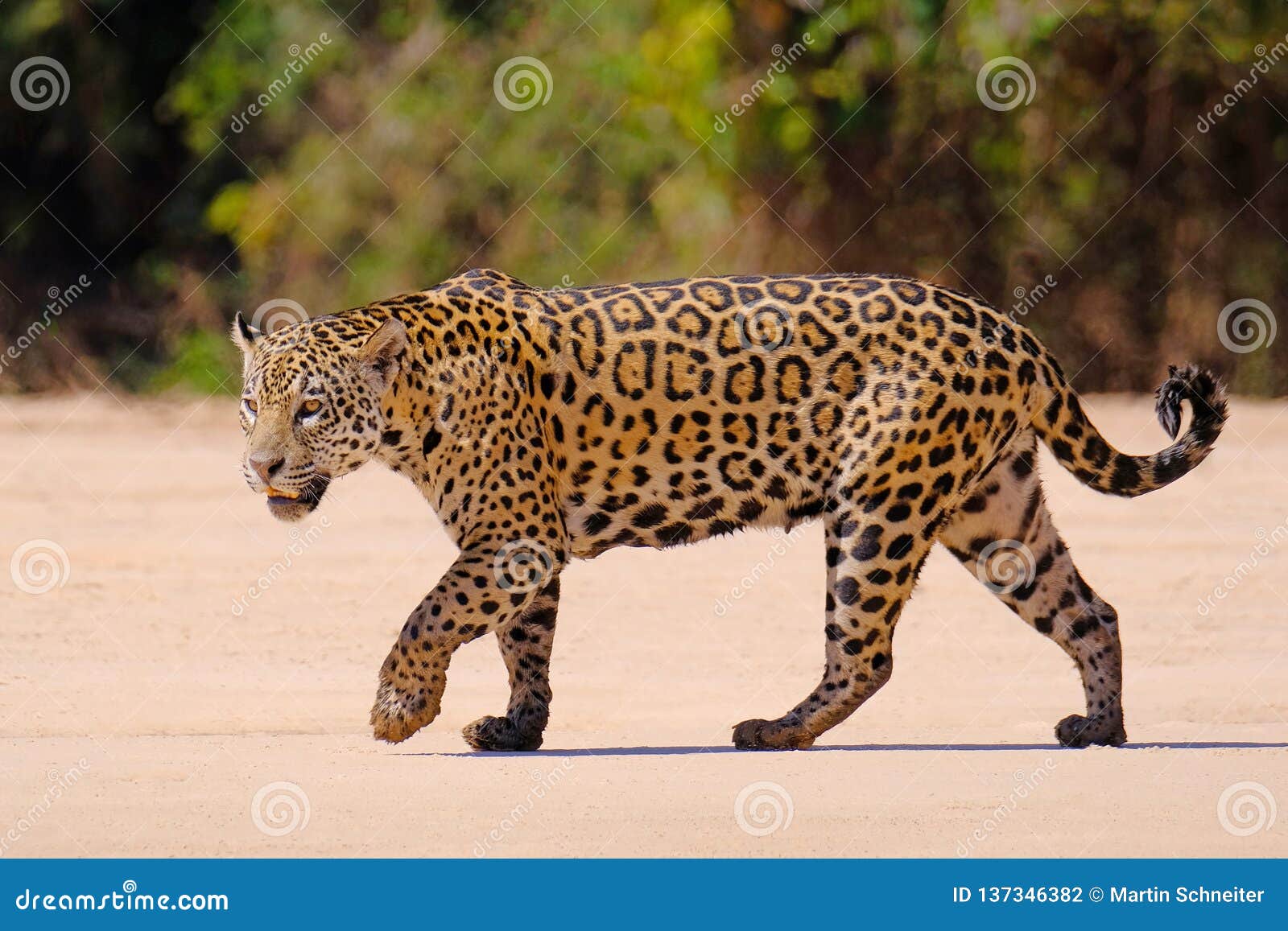 jaguar, panthera onca, female, cuiaba river, porto jofre, pantanal matogrossense, mato grosso do sul, brazil