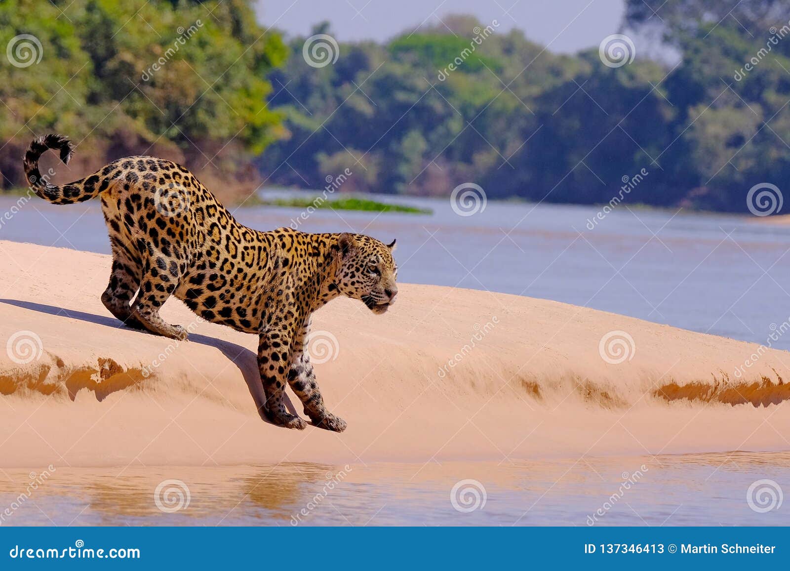 jaguar, panthera onca, female, cuiaba river, porto jofre, pantanal matogrossense, mato grosso do sul, brazil