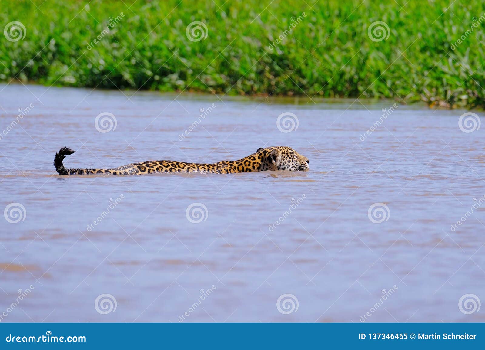 jaguar, panthera onca, female, swims across cuiaba river, porto jofre, pantanal matogrossense, pantanal, brazil