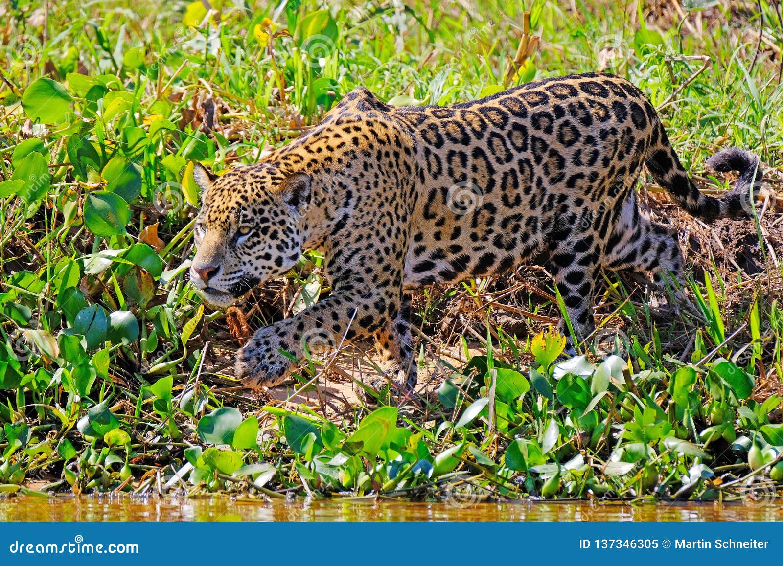 jaguar, panthera onca, on the hunt, cuiaba river, porto jofre, pantanal matogrossense, mato grosso do sul, brazil