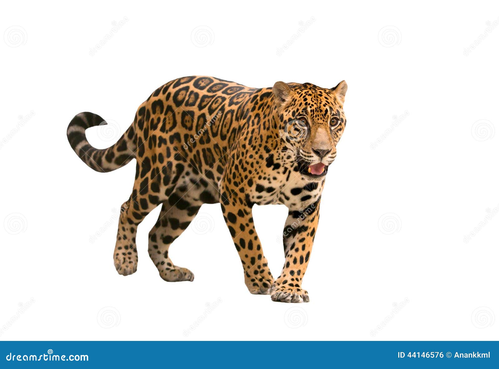 jaguar ( panthera onca ) 