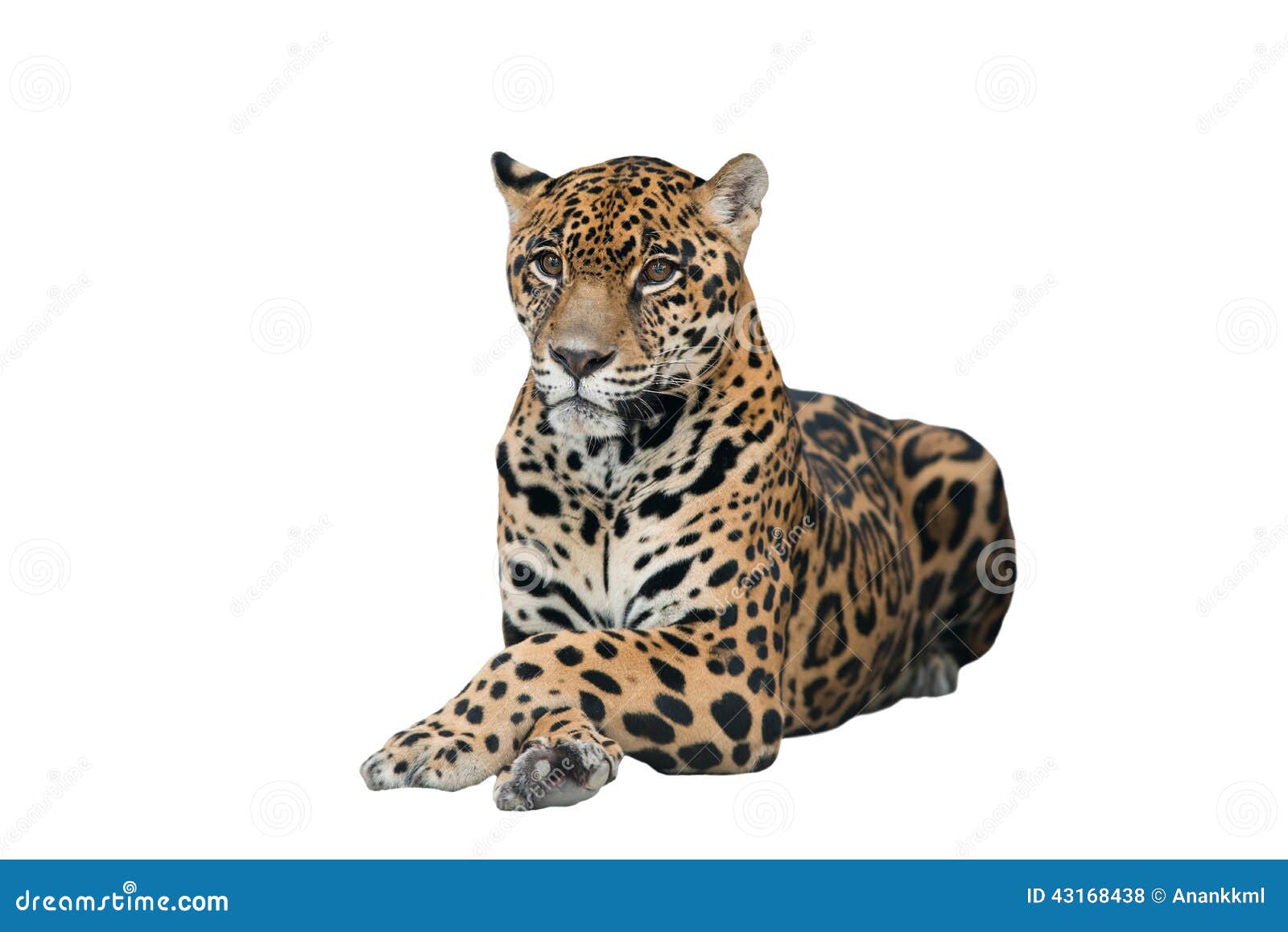 jaguar ( panthera onca ) 