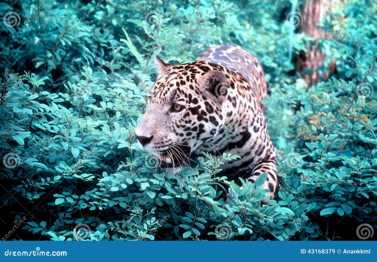 Jaguar stock image. Image of hunter, looking, green, outdoors 43168379