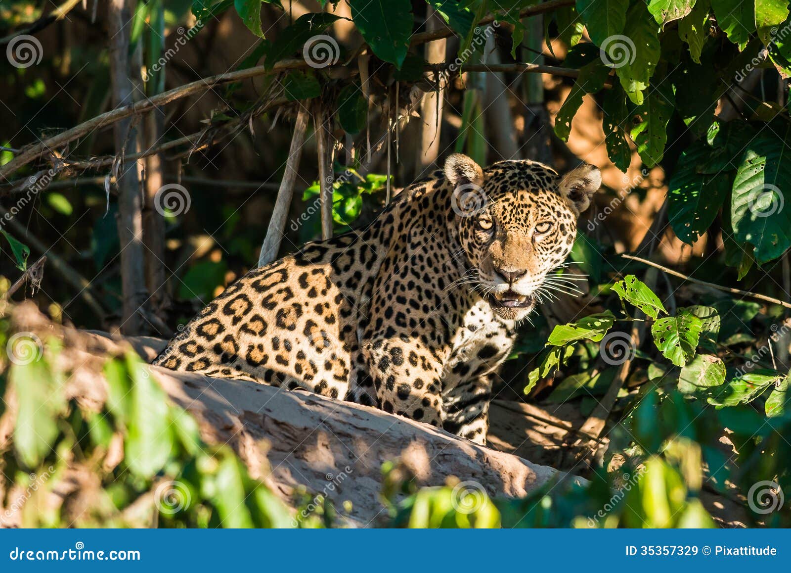 jaguar peruvian amazon jungle madre de dios peru