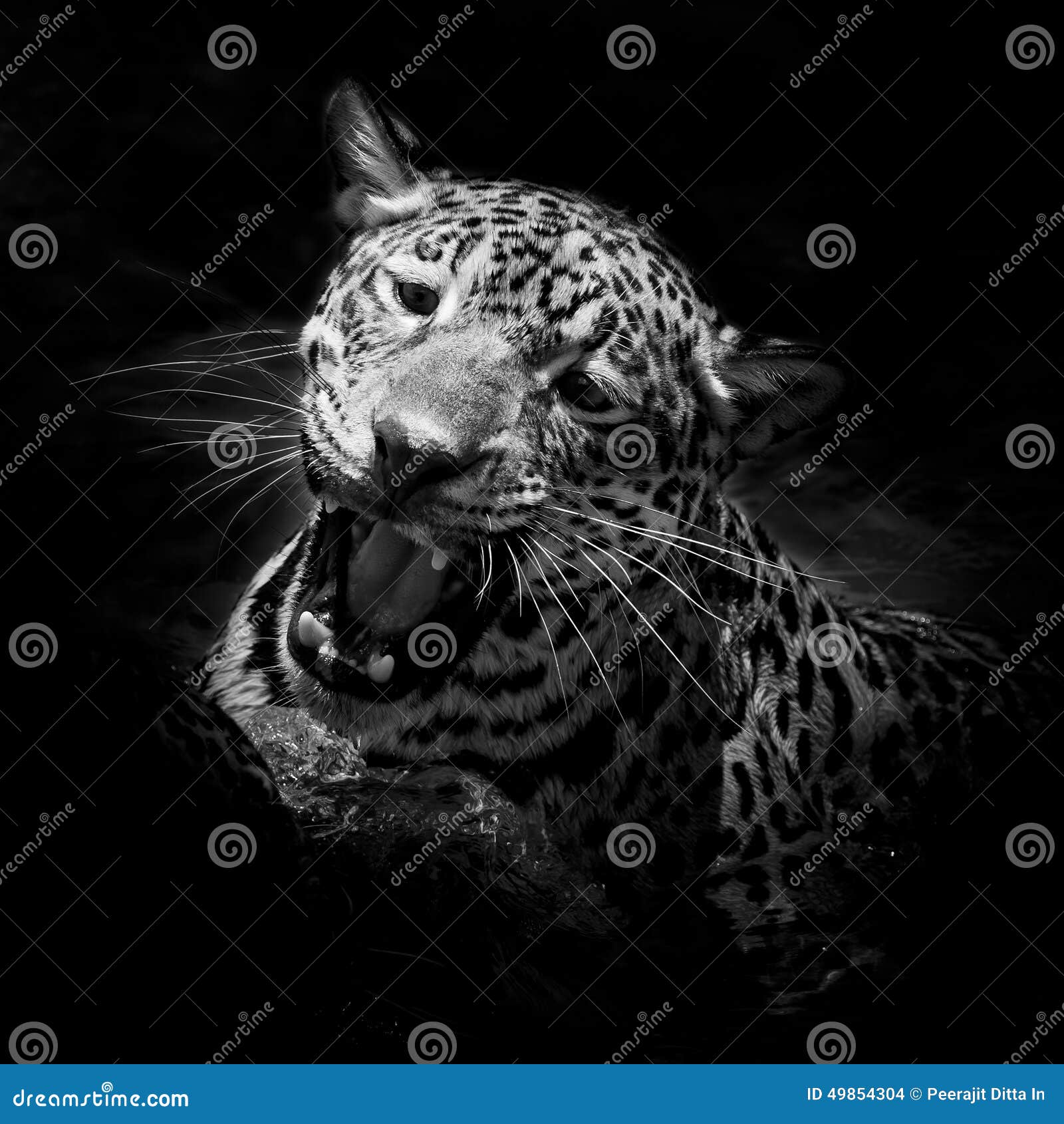 Jaguar portrait animal wildlife black color background