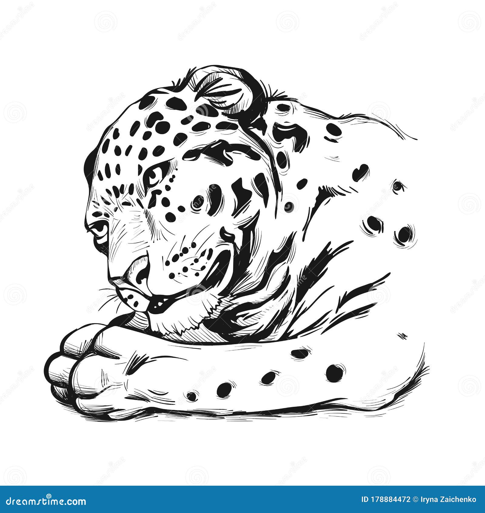 Jaguar Portrait Closeup of Animal. Panthera Once Type of Carnivore Fauna.  Wildlife of South America, Drawn Mammal with Furry Coat Stock Vector -  Illustration of fauna, animalistic: 178884472
