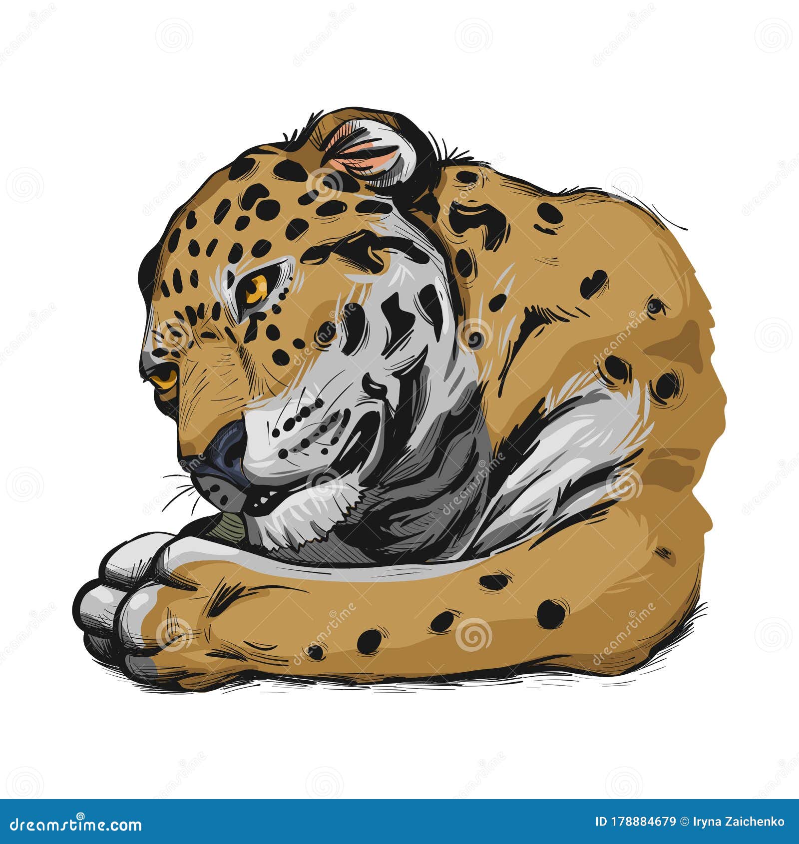 Jaguar Portrait Closeup of Animal. Panthera Once Type of Carnivore Fauna.  Wildlife of South America, Drawn Mammal with Furry Coat Stock Vector -  Illustration of jaguar, jungle: 178884679