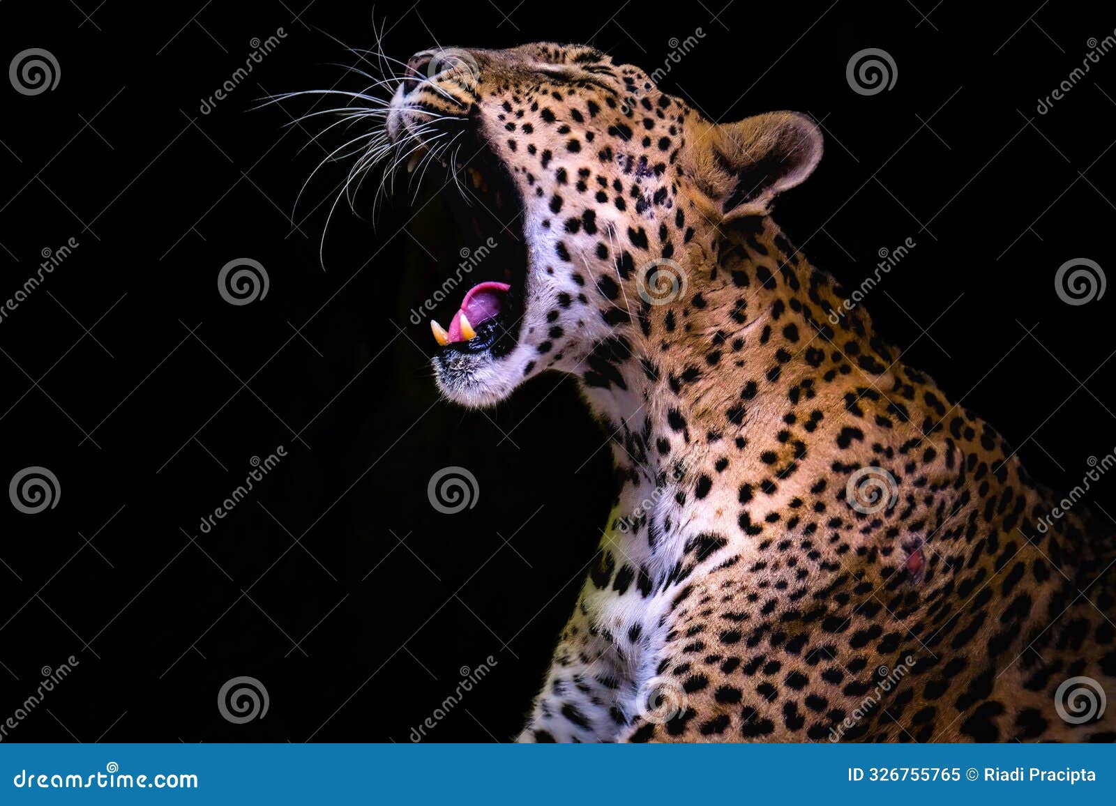 portrait of jaguar on black background