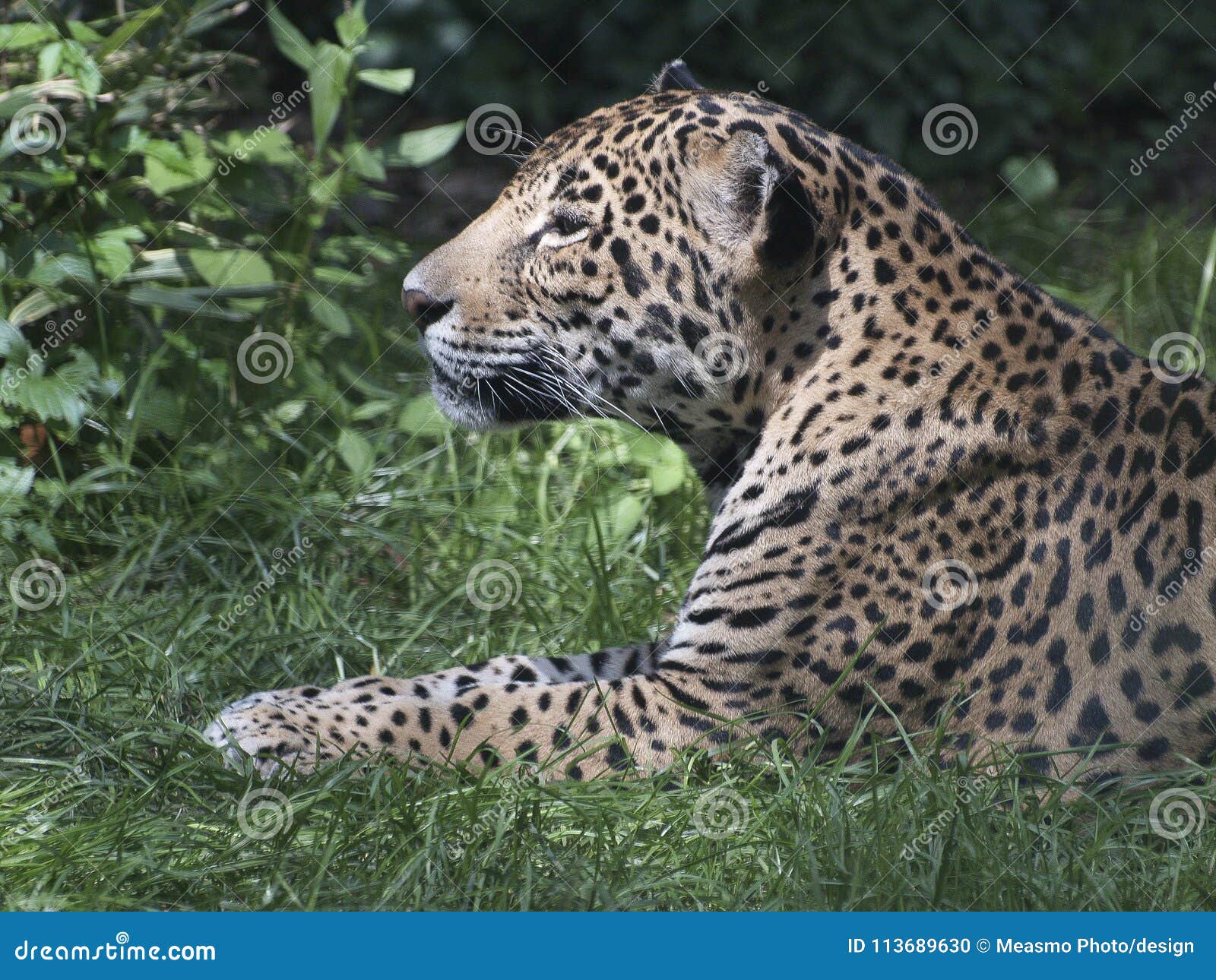 Jaguar Que Miente En La Hierba Que Mira Al Lado Foto de archivo - Imagen de  género, largest: 113689630