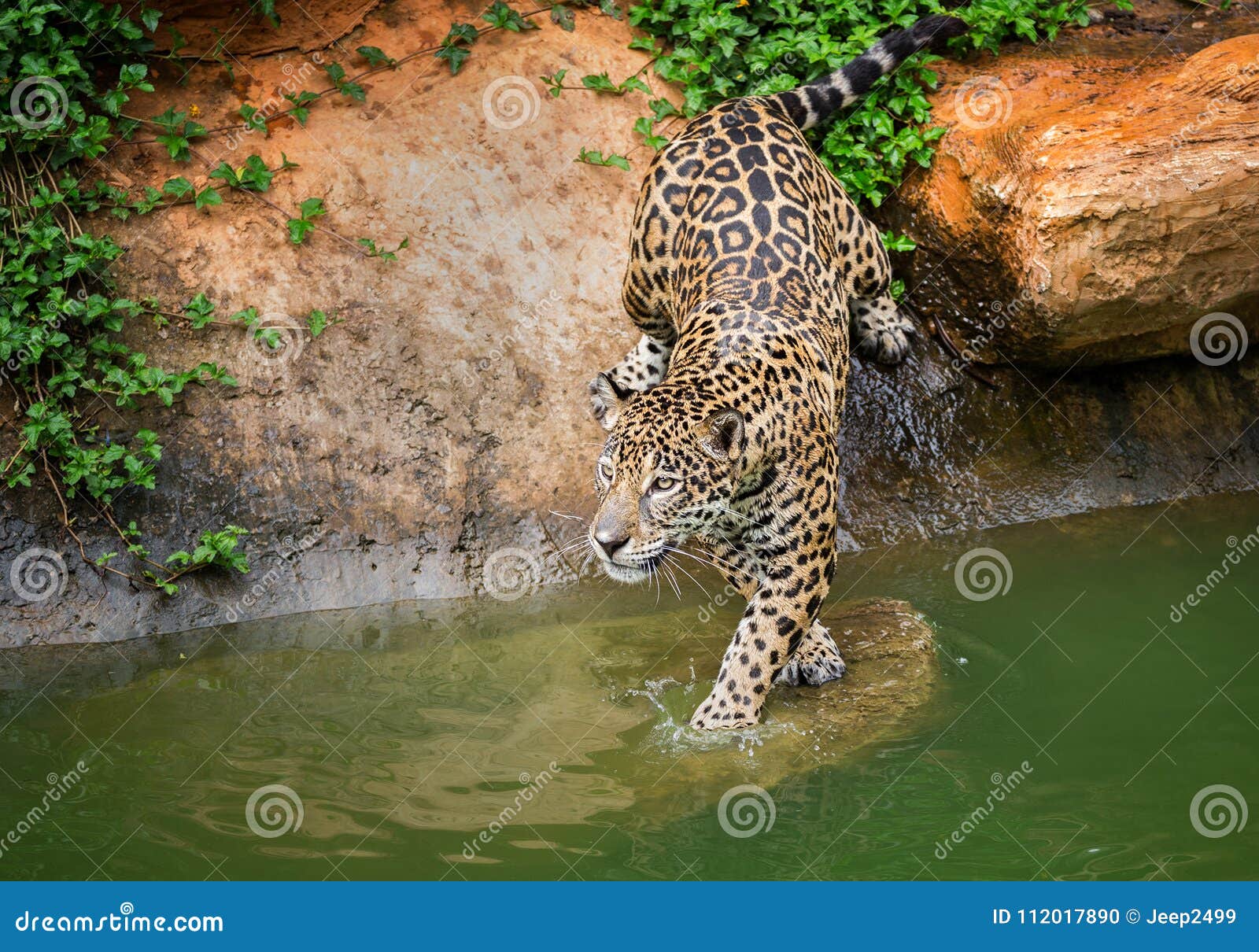 Jaguar Que Vive En El Borde Foto de archivo Imagen de animal, safari