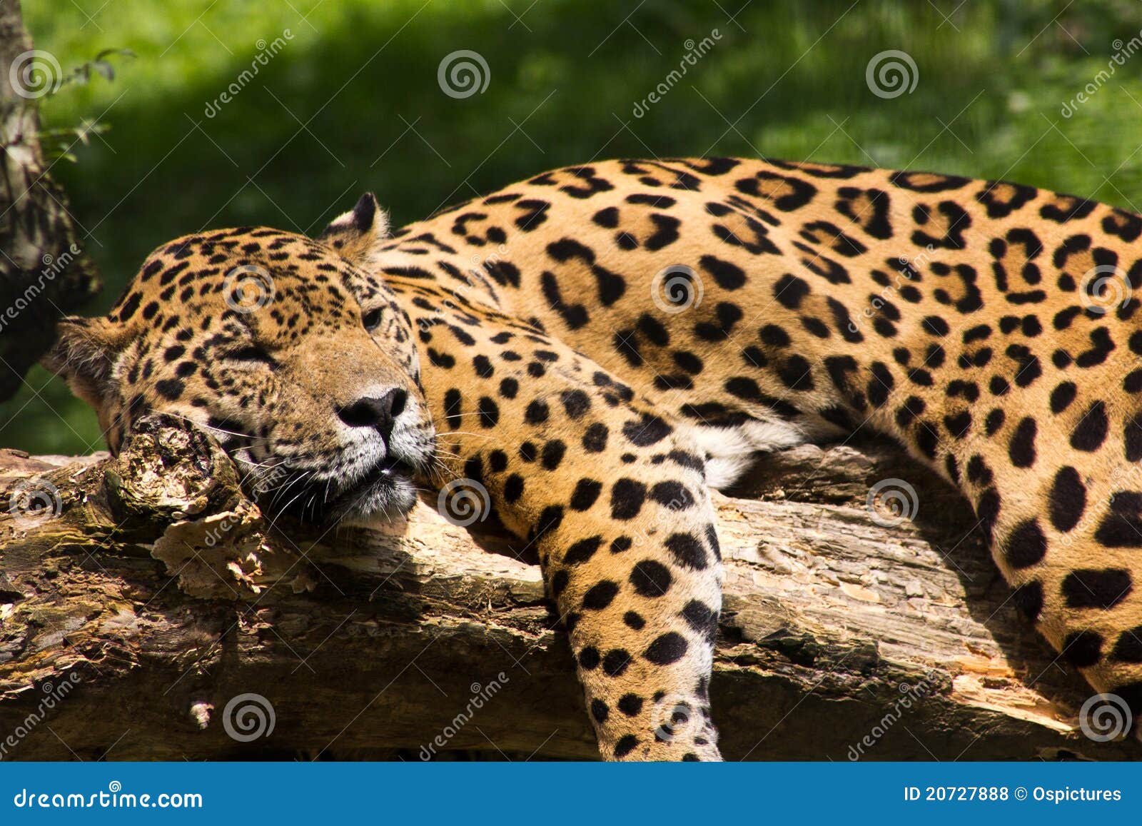 jaguar relaxing