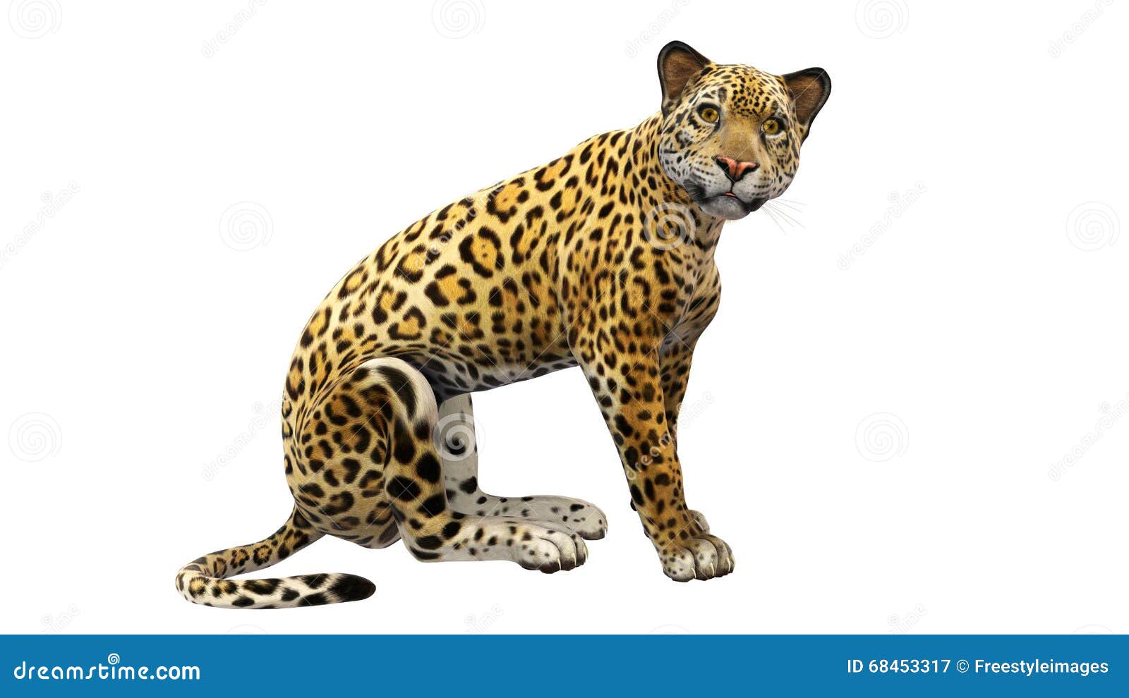 Jaguar Sitting, Wild Animal Isolated on White Background Stock