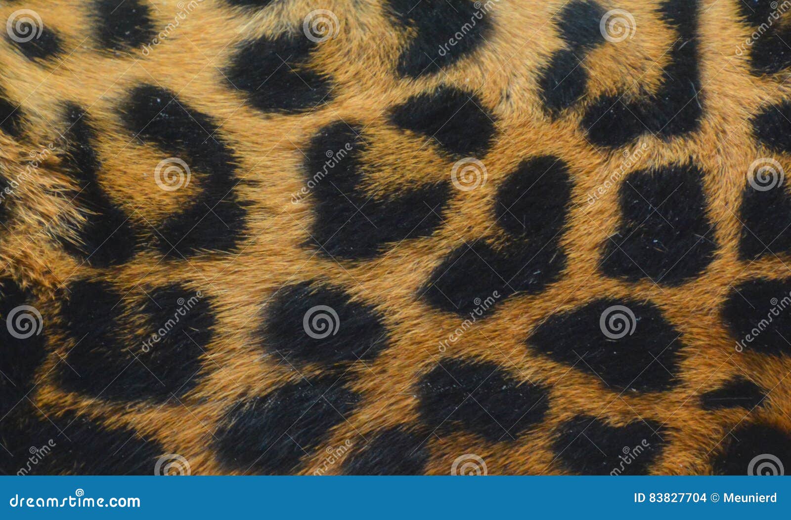 Jaguar skin stock photo. Image of africa, back, macro 83827704