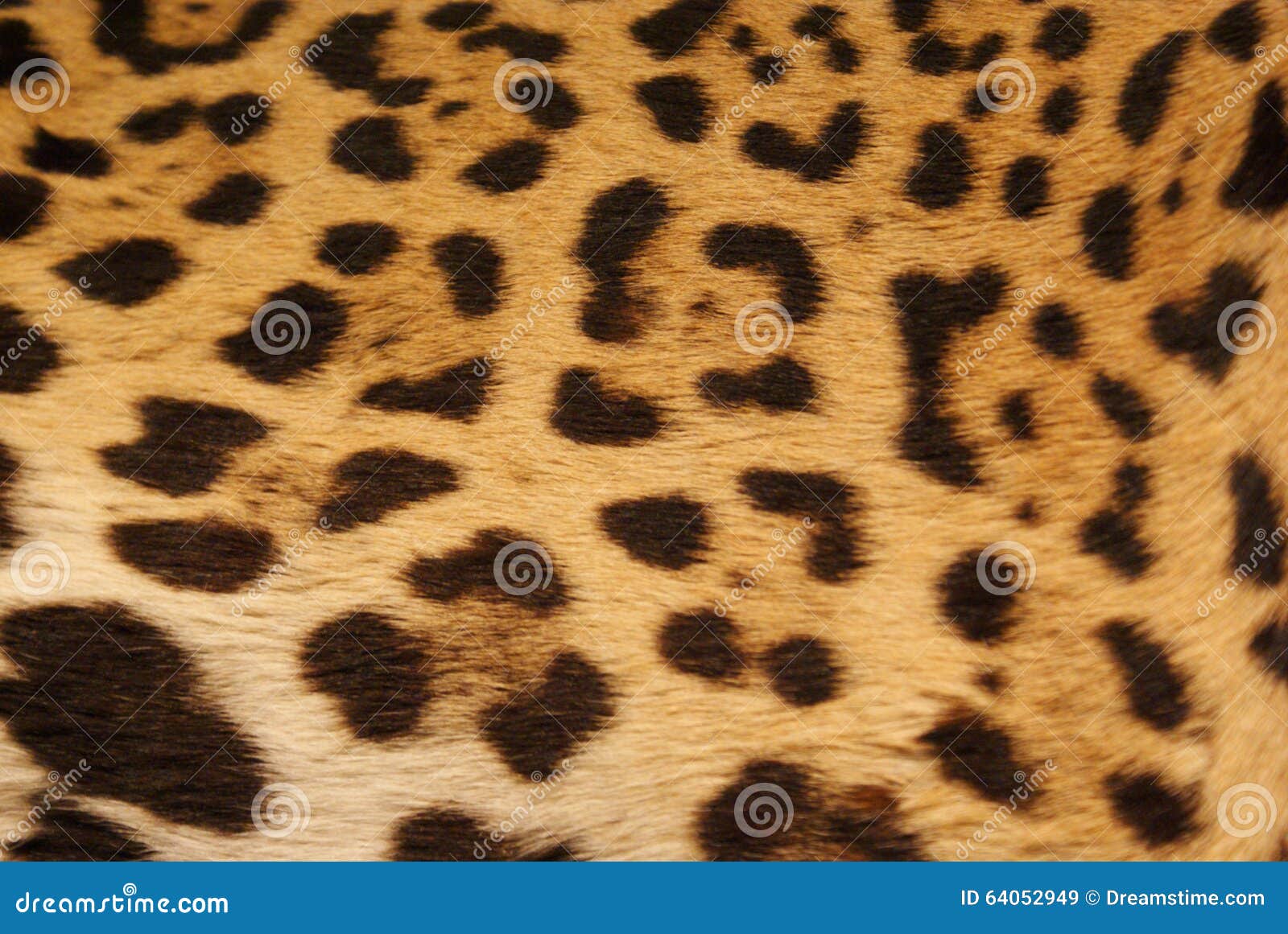 Jaguar skin stock image. Image of great, skin, texture 64052949