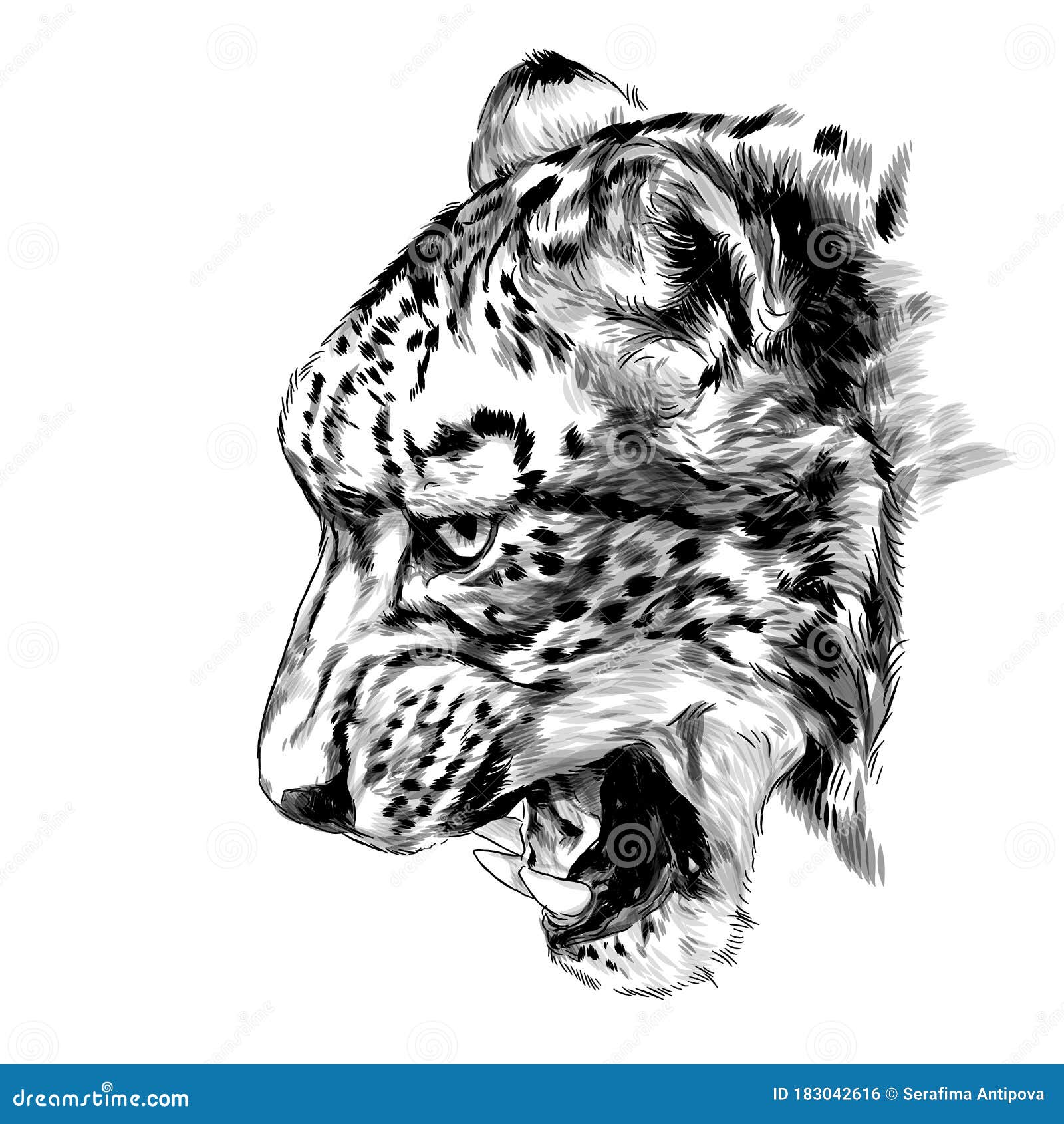 jaguar snout snarl in profile