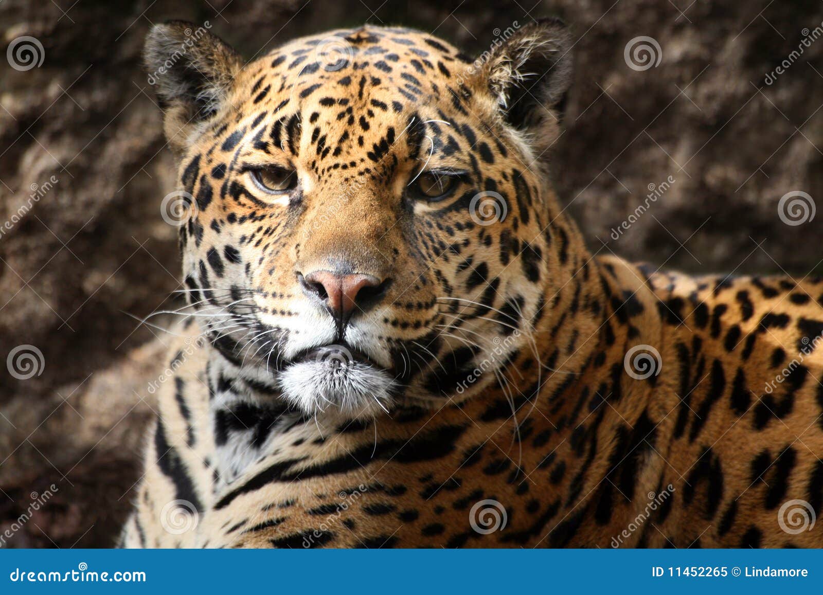 jaguar staring at camera