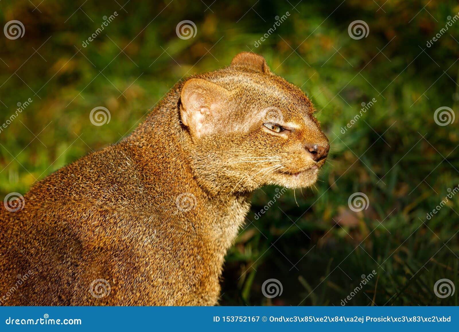 Puma yagouaroundi hi-res stock photography and images - Alamy