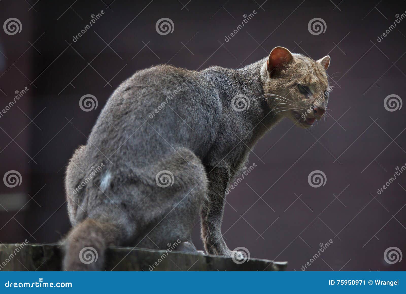 Puma yagouaroundi hi-res stock photography and images - Alamy