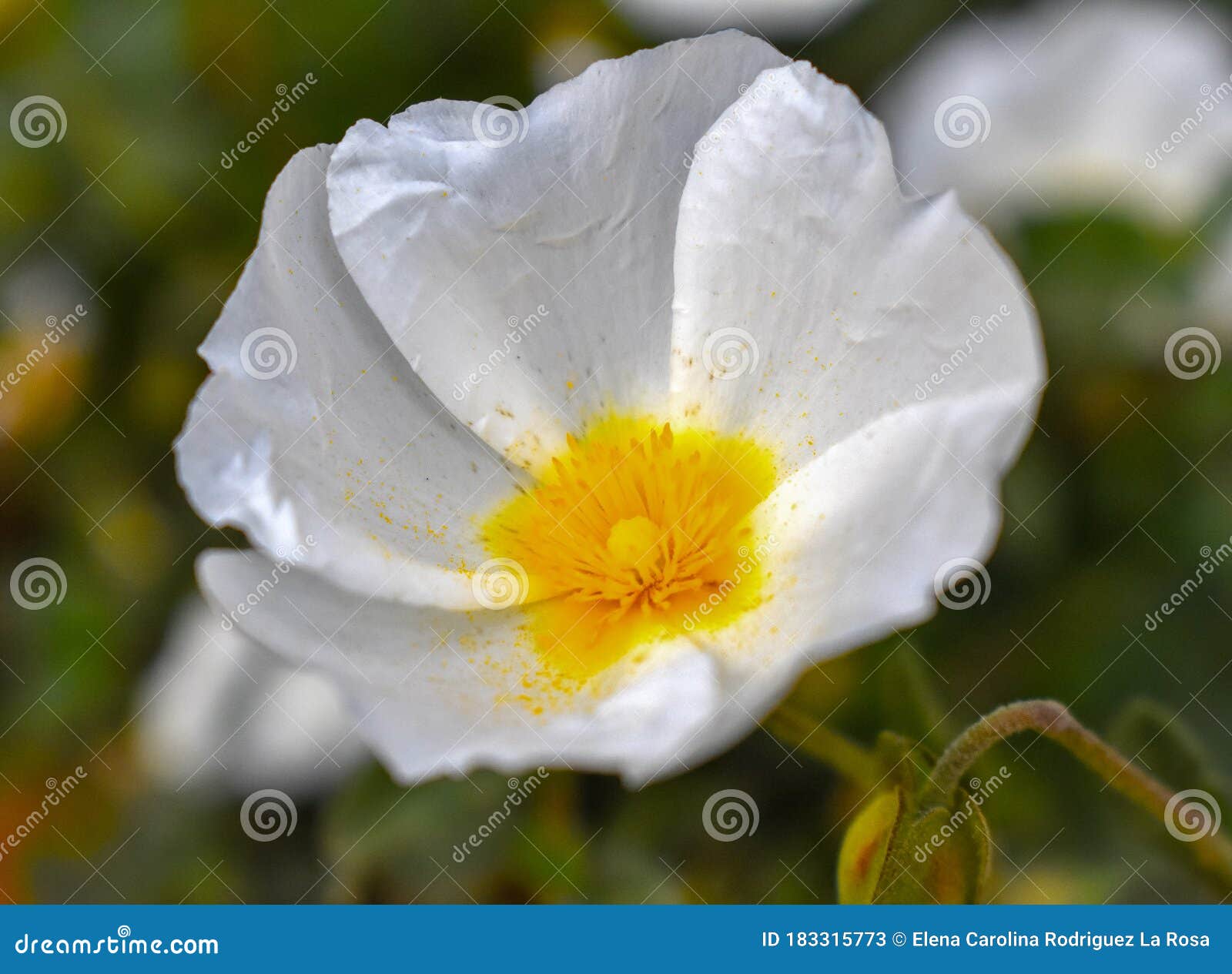 jaguarzo morisco cistus salviifolius  flower