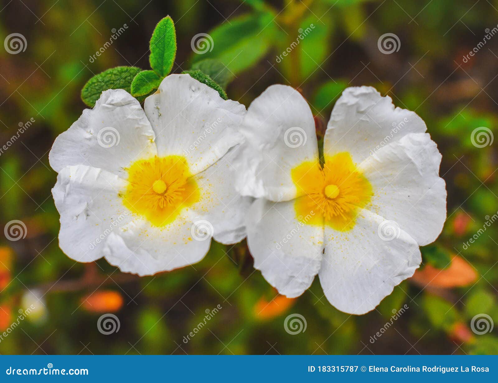 jaguarzo morisco cistus salviifolius  flower