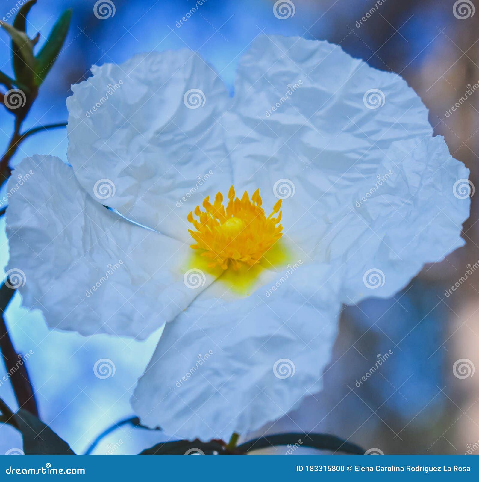 jaguarzo morisco cistus salviifolius  flower