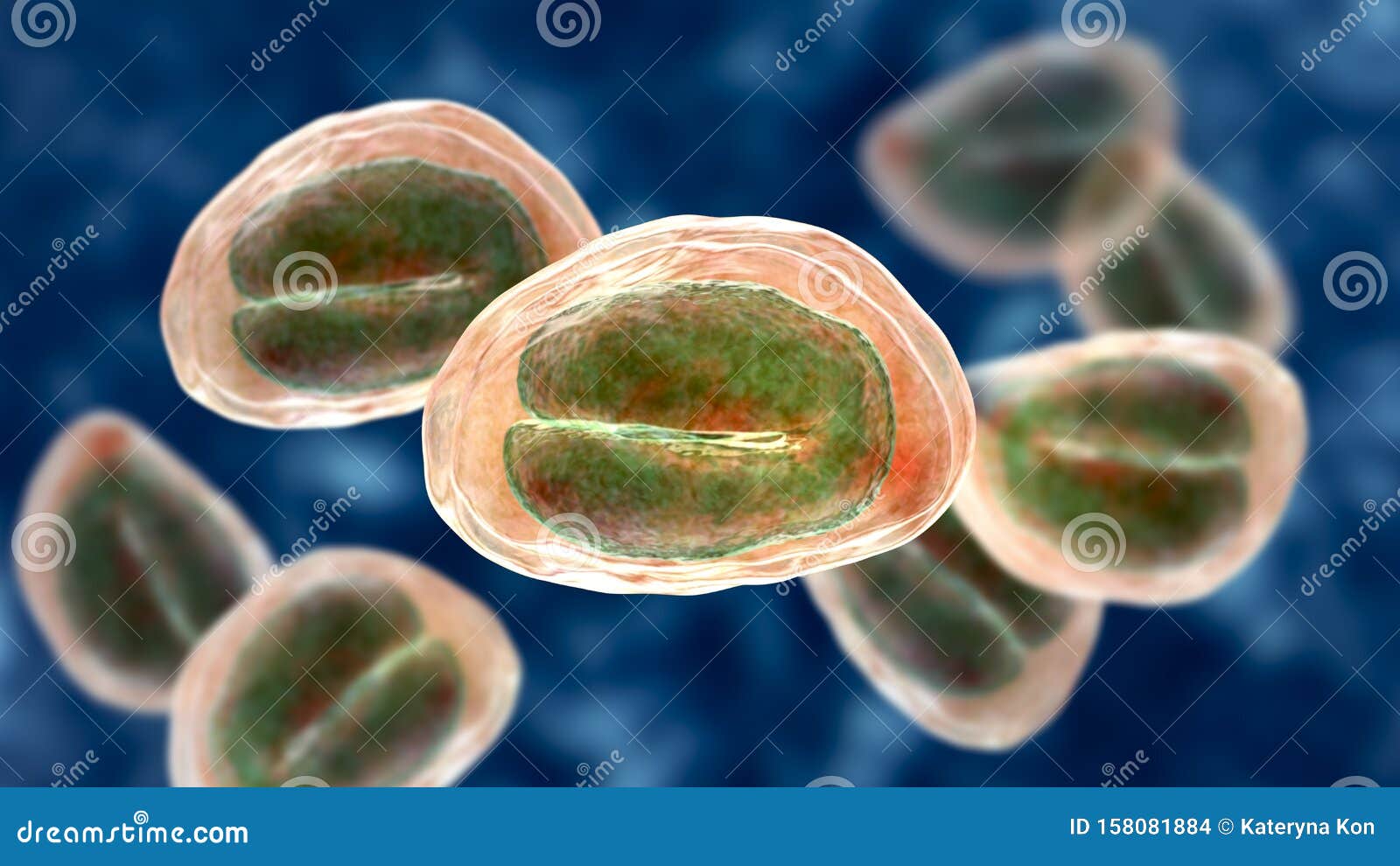 enterobius vermicularis jaja metode de cercetare scaun helminth