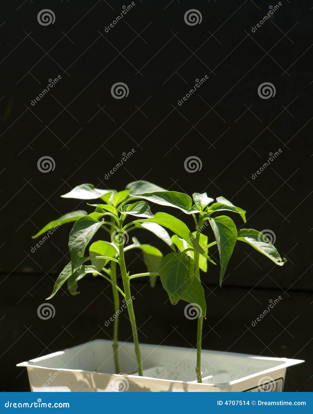 Jalapeno pepper plant stock photo. Image of germinated 4707514