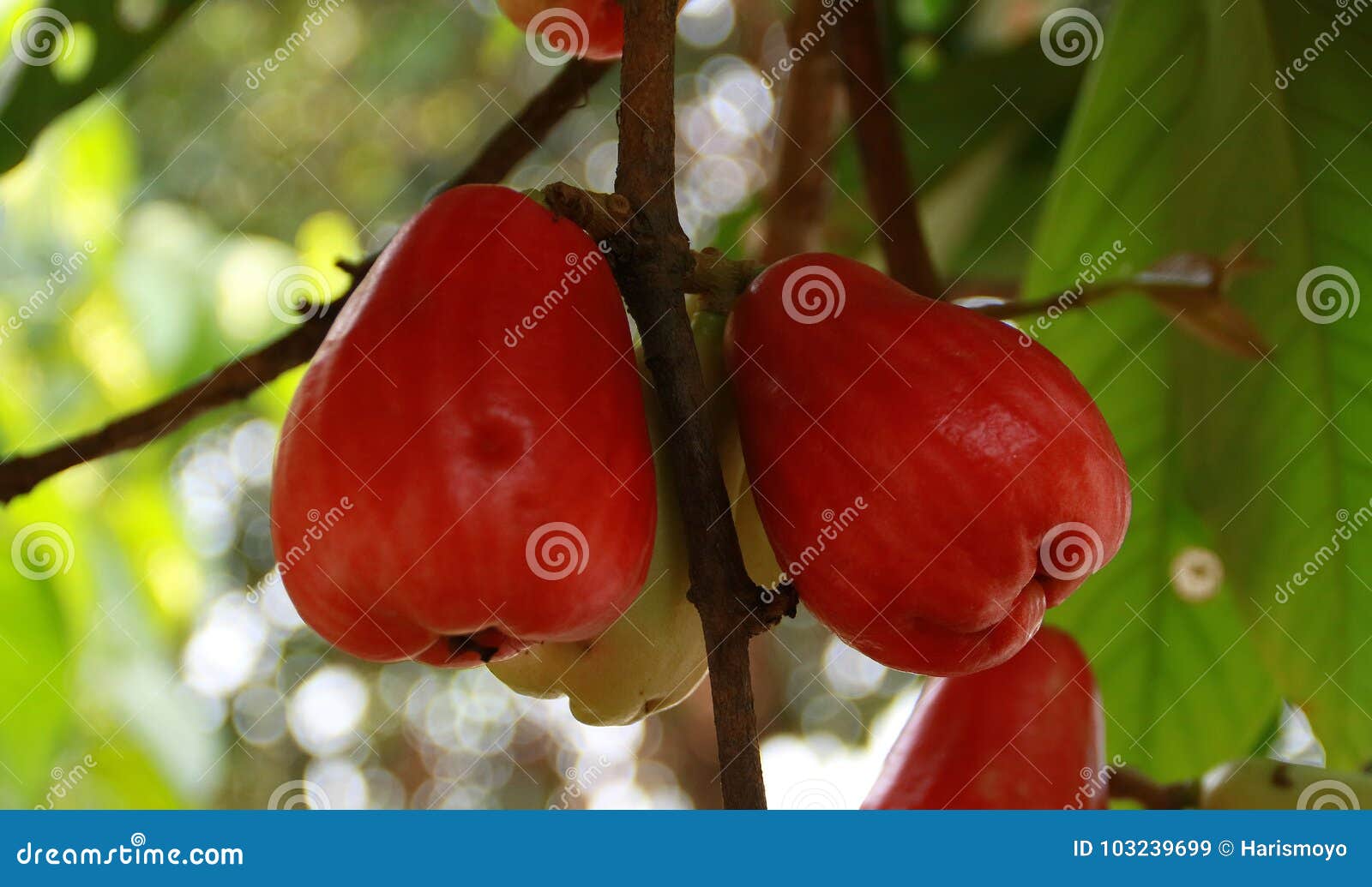 jamaican rose apple