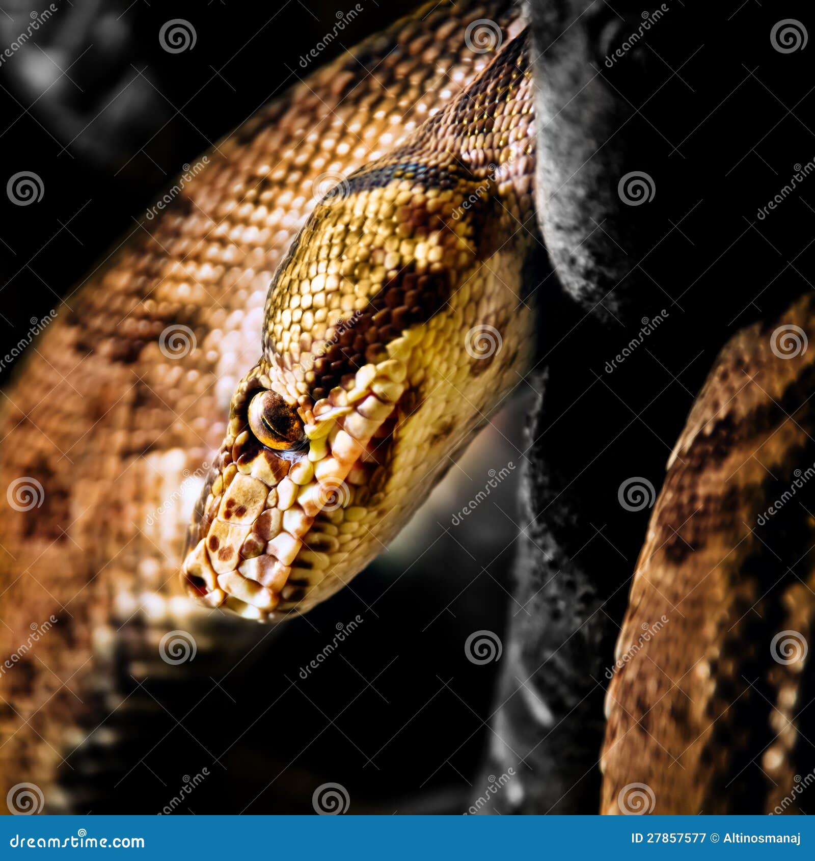 Jamaican Boa stock image. Image of slither, animal, hanging - 27857577