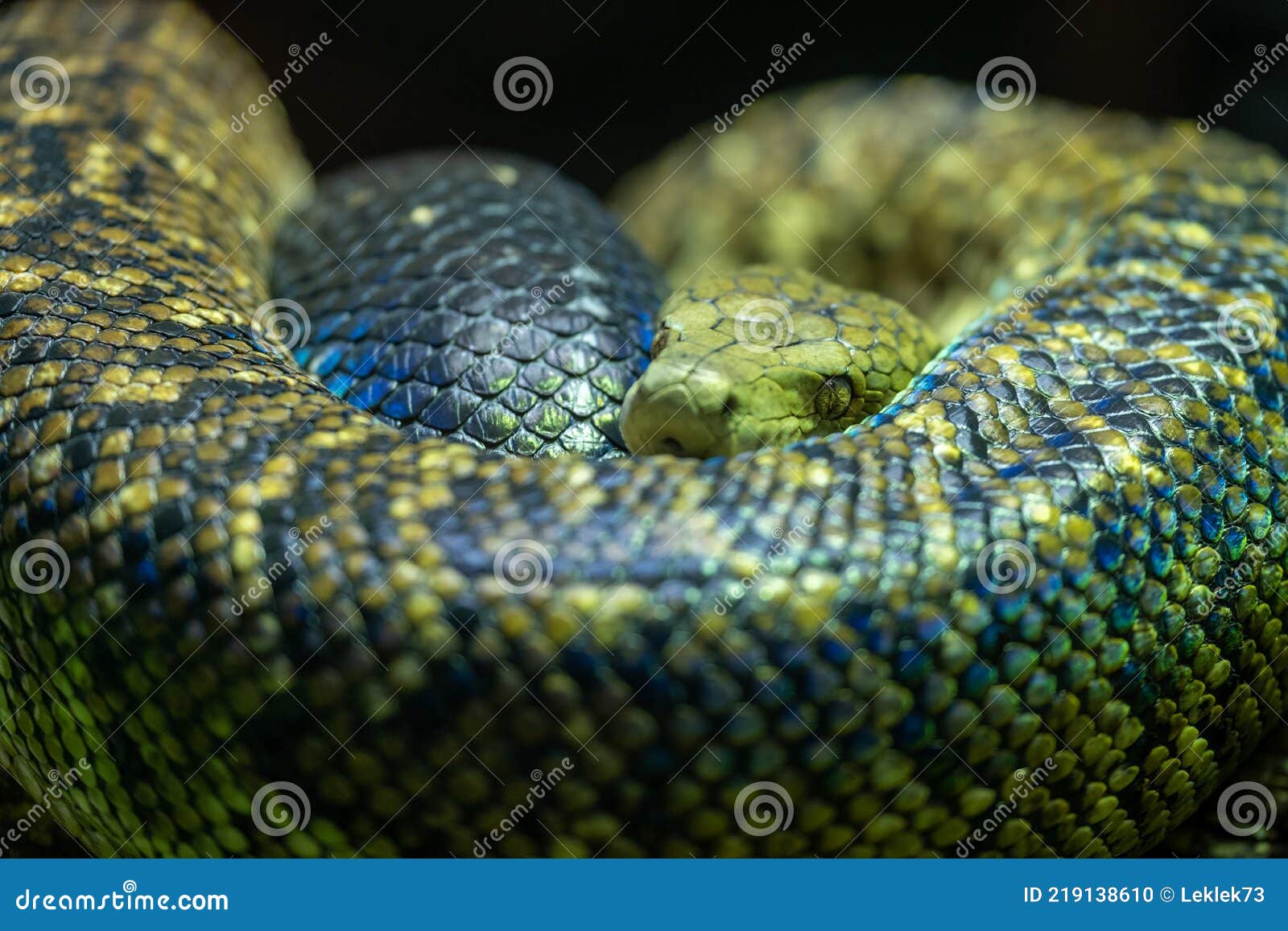 Jamaican Boa, Also Known As Yellow Snake, Looks Towards the Camera. the  Snake Skin is Covered in Scales. Stock Photo - Image of africa, texture:  219138610