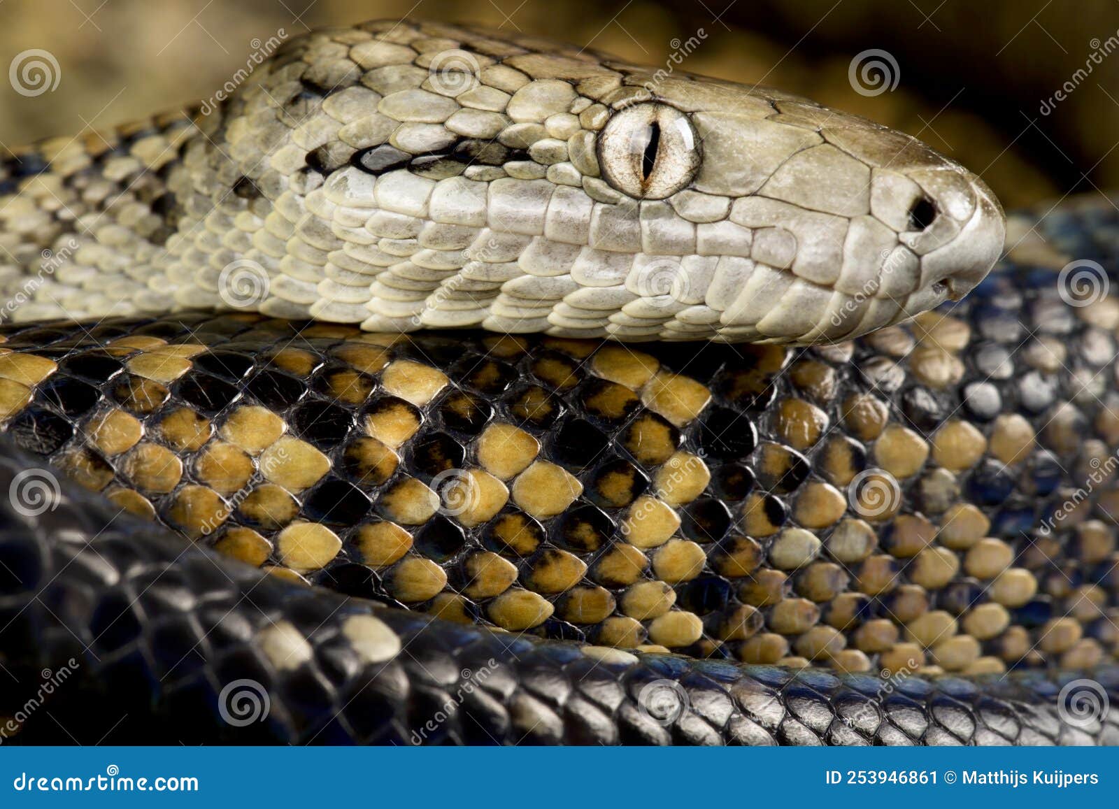 Jamaican Boa Chilabothrus Subflavus Stock Image - Image of endemic