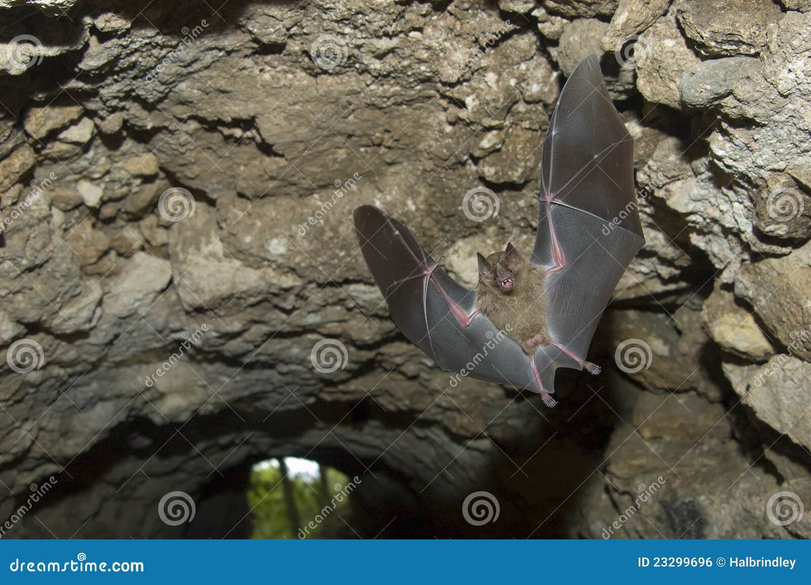Jamaican Fruit Bat Flying in Cave, Tikal Guatemala Stock Photo Image