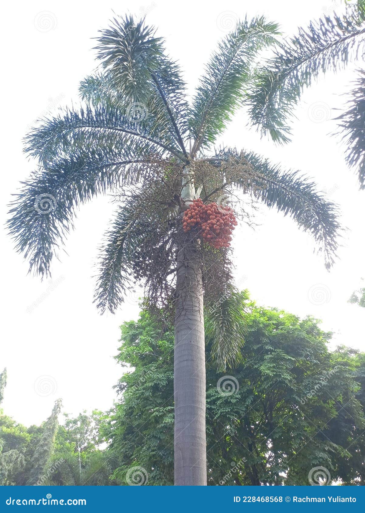 a jambe tree that is bearing brown fruit, which is similar to a coconut tree with a white sky background